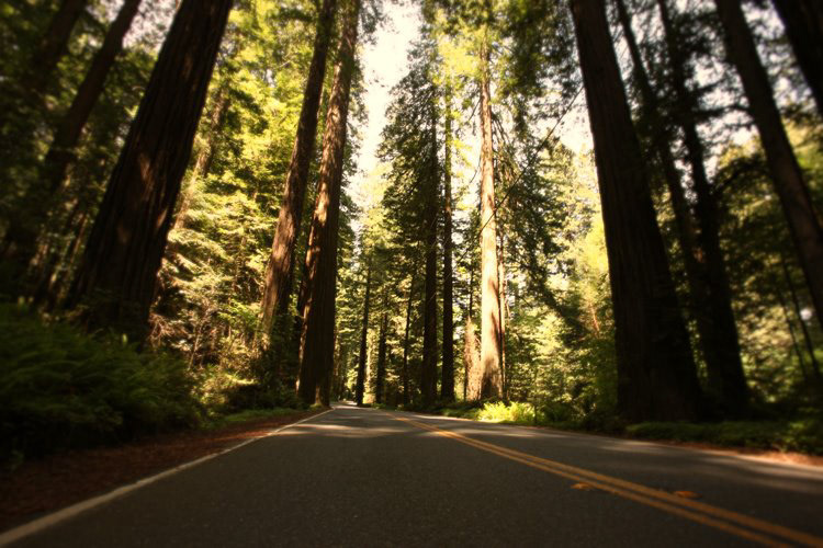 Footage and images of the Redwood Forest was used in compositing