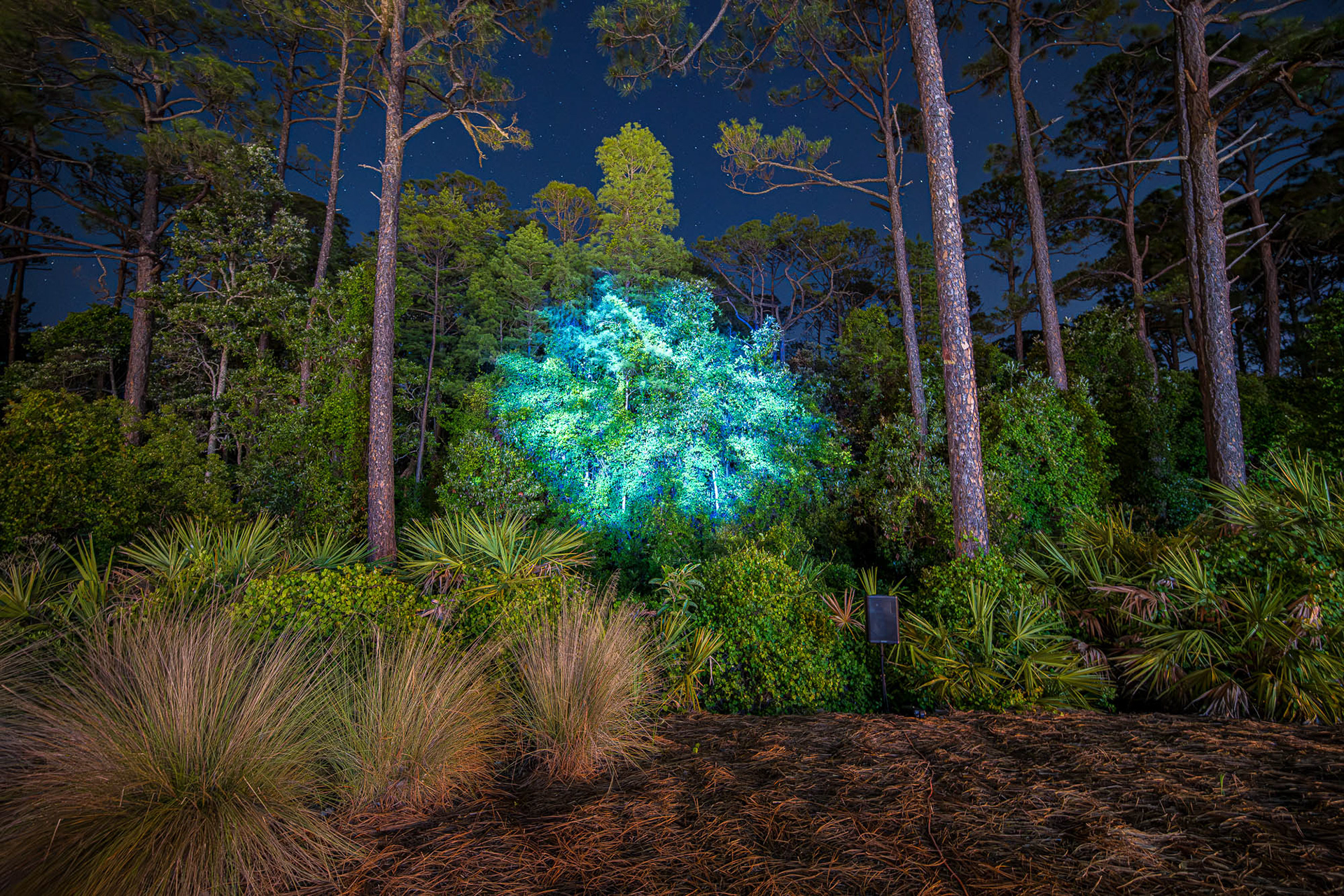 Arboreal Canvas was projected into the Alys Beach Nature Preserve -Photo by: Moon Creek Photo