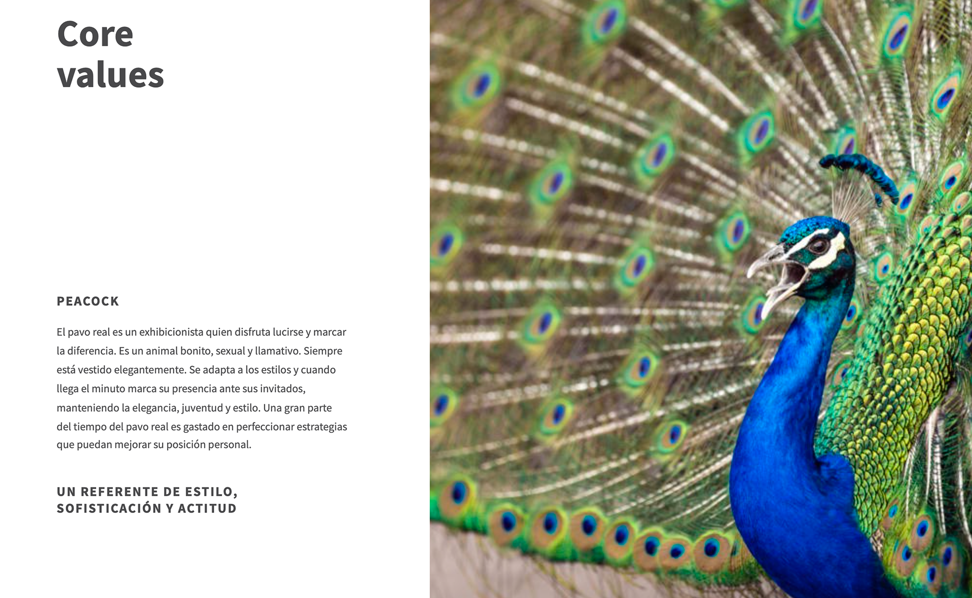 the-concept.studio - Peacock | Branding & Digital Strategy