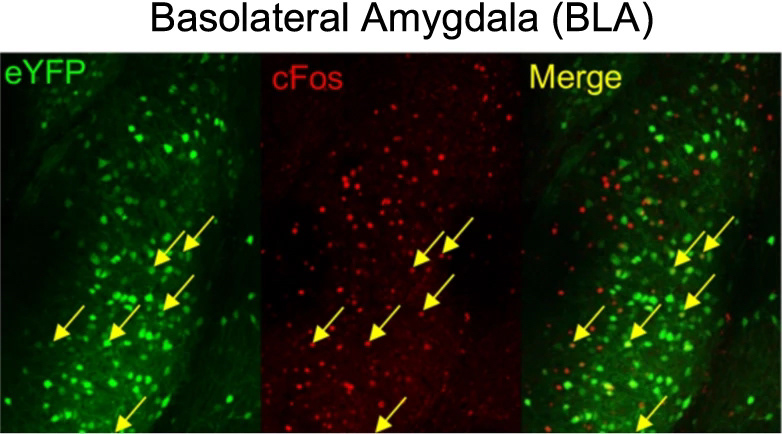 example co-localization analysis