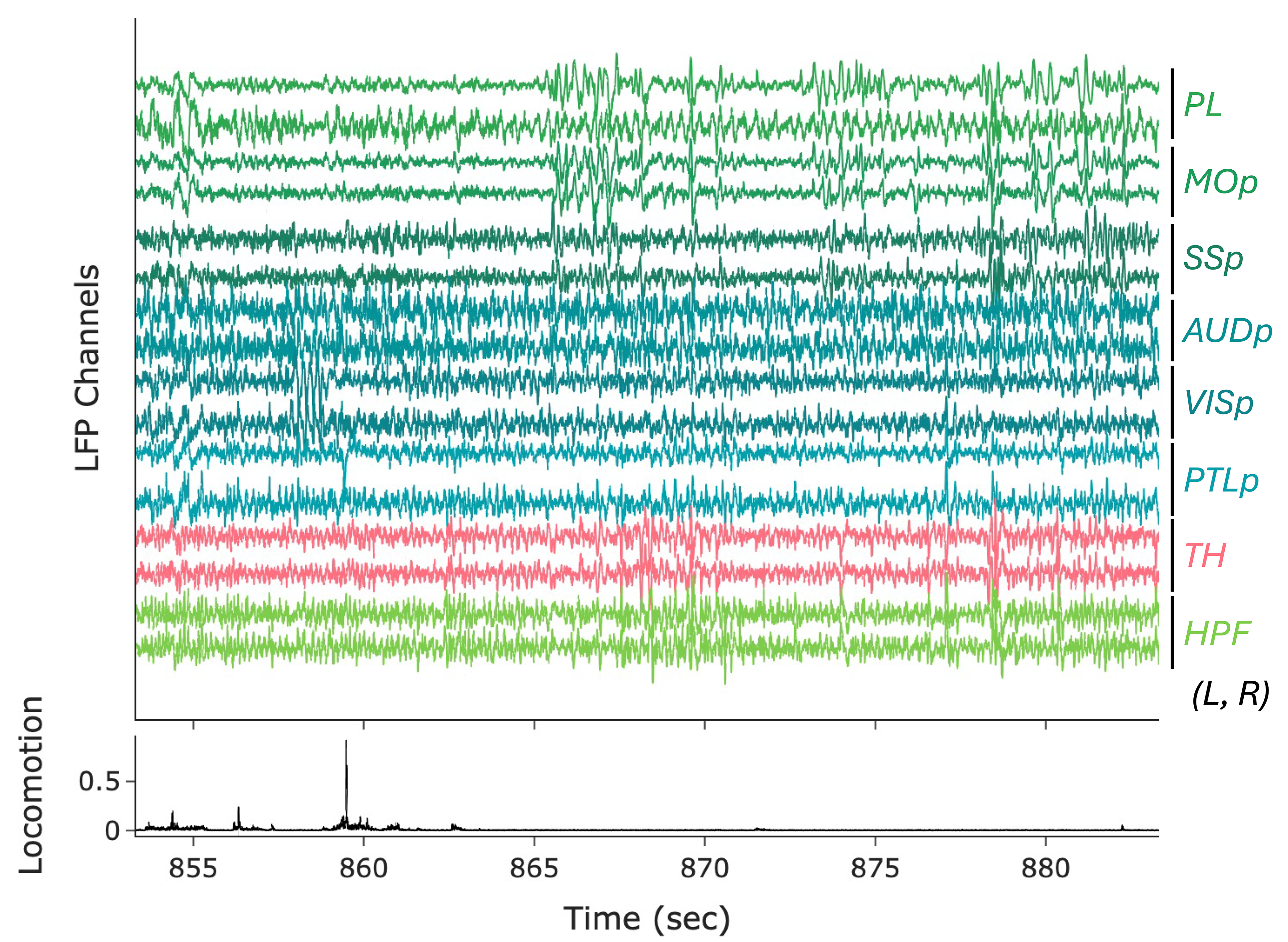 example snippet of electrophysiology across the brain