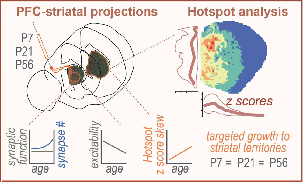 partial graphical abstract of paper