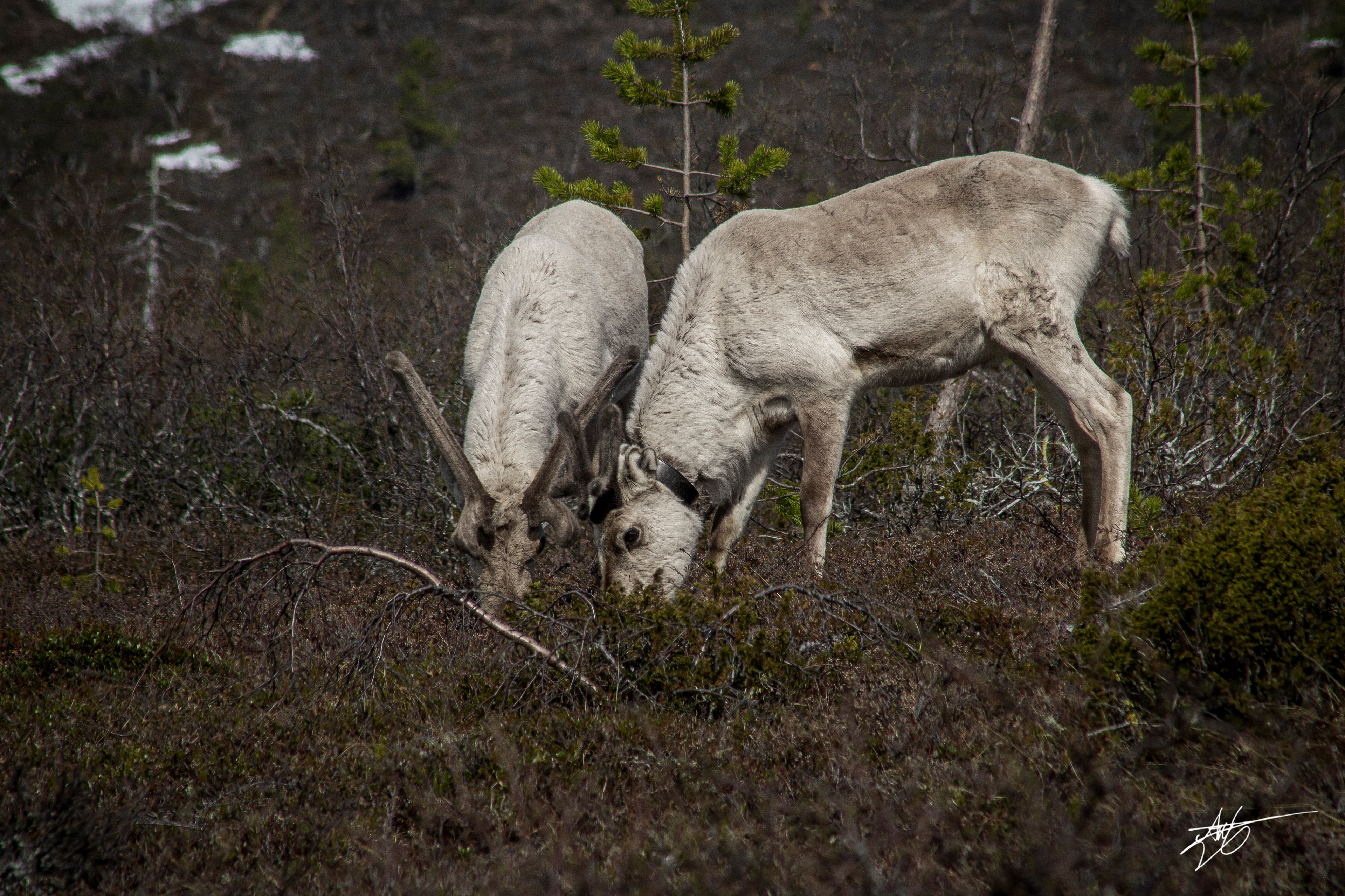 Grazing reindeer. Shot at Urho Kekkonen National Park.