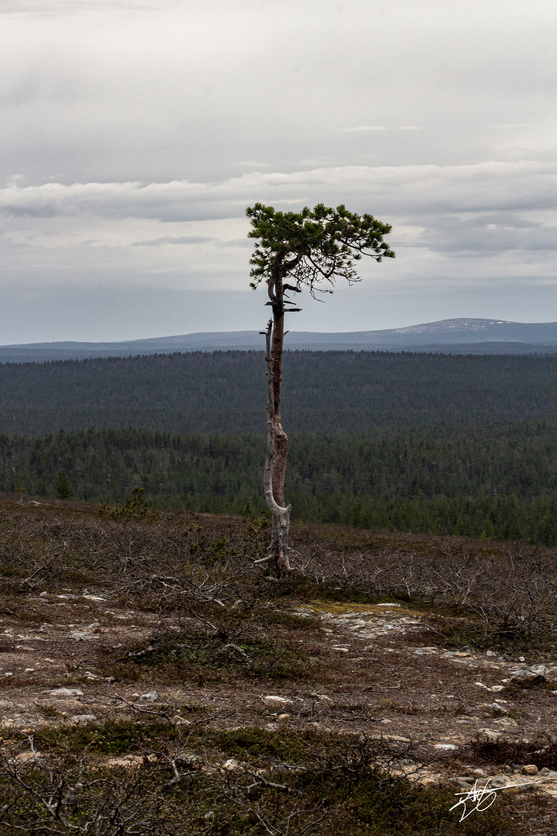 The lone tree. Urho Kekkonen National Park.