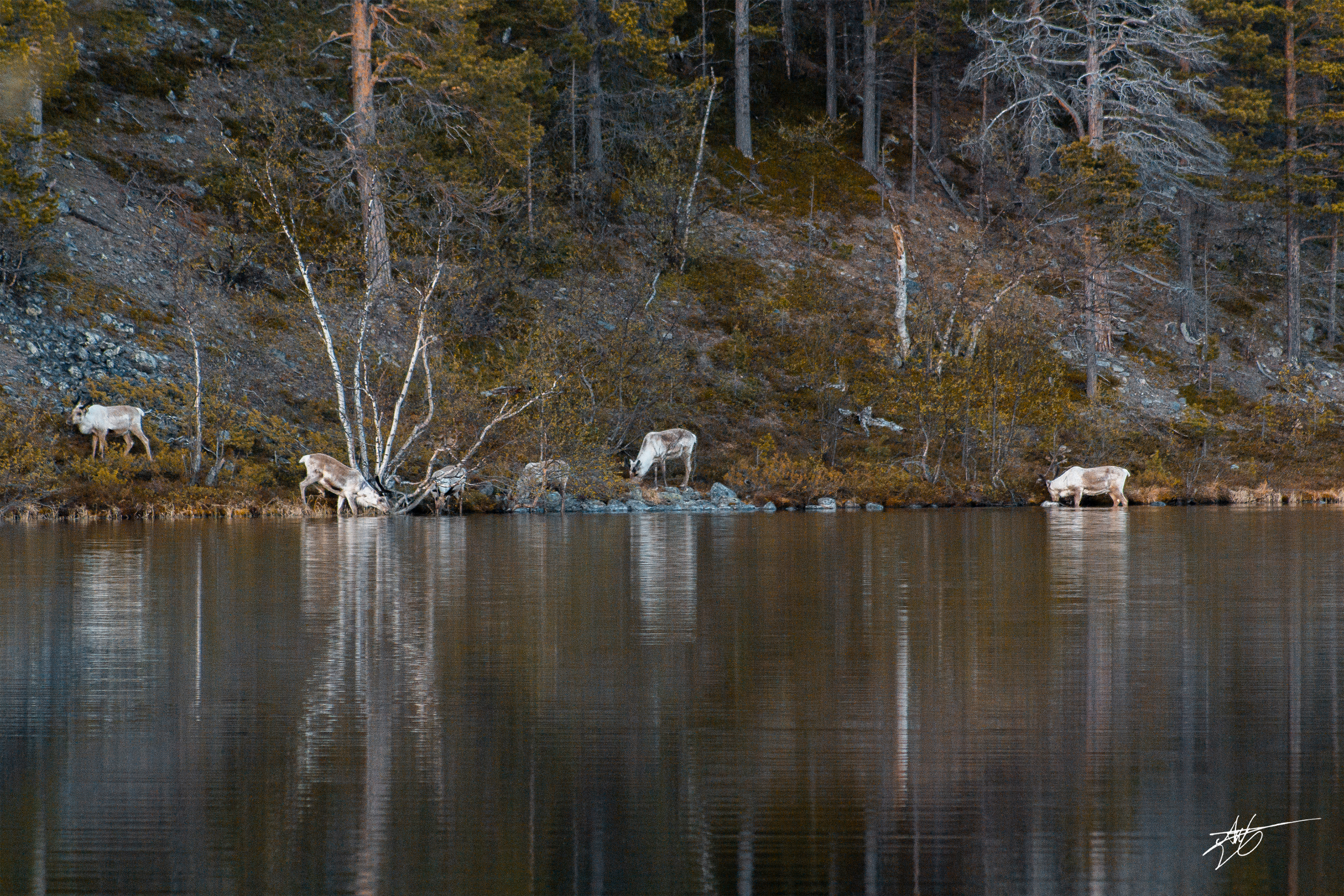 A herd of reindeer having a drink. Shot at the Stabbursdalen National Park