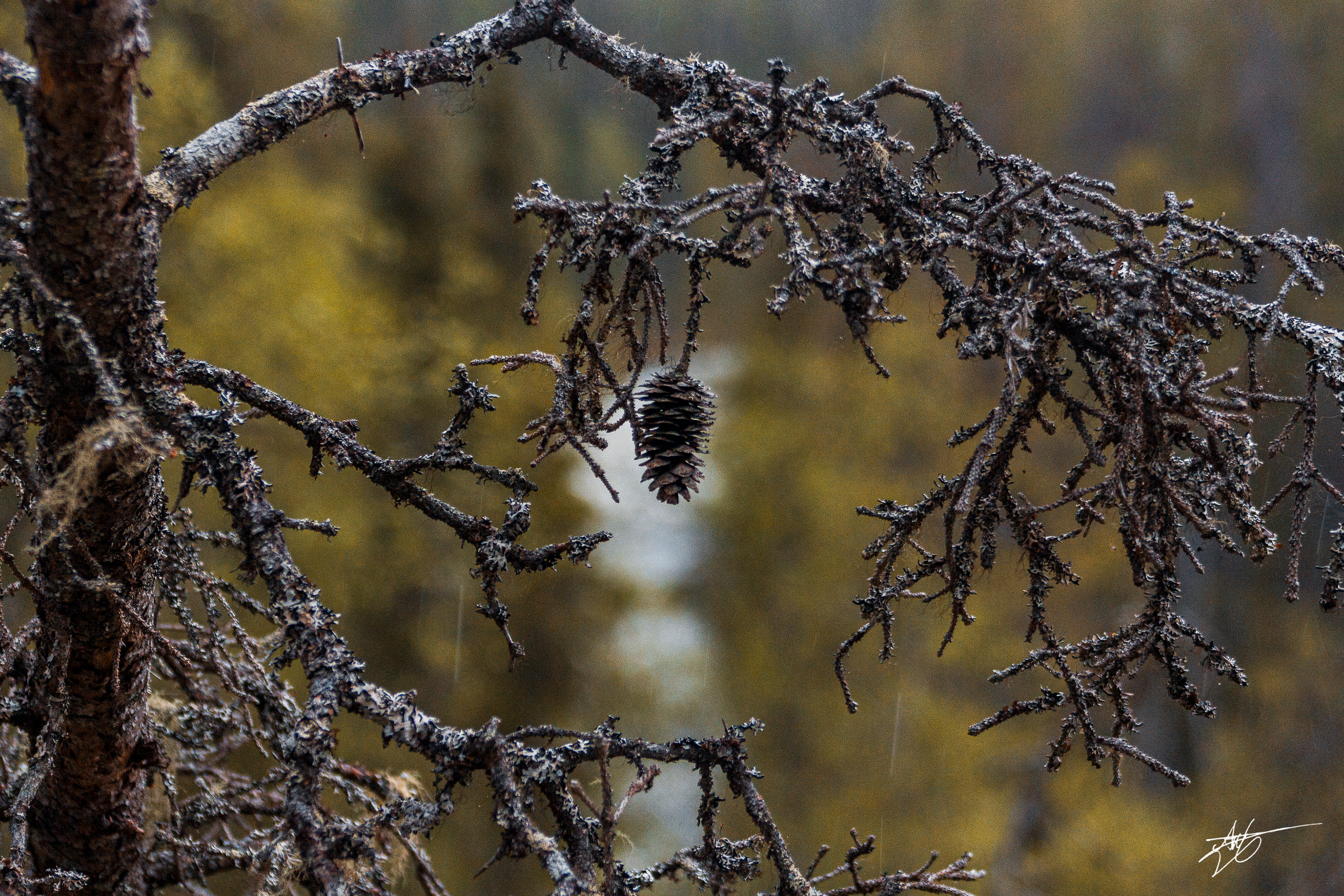 The scenic pine cone. Oulanka National Park.