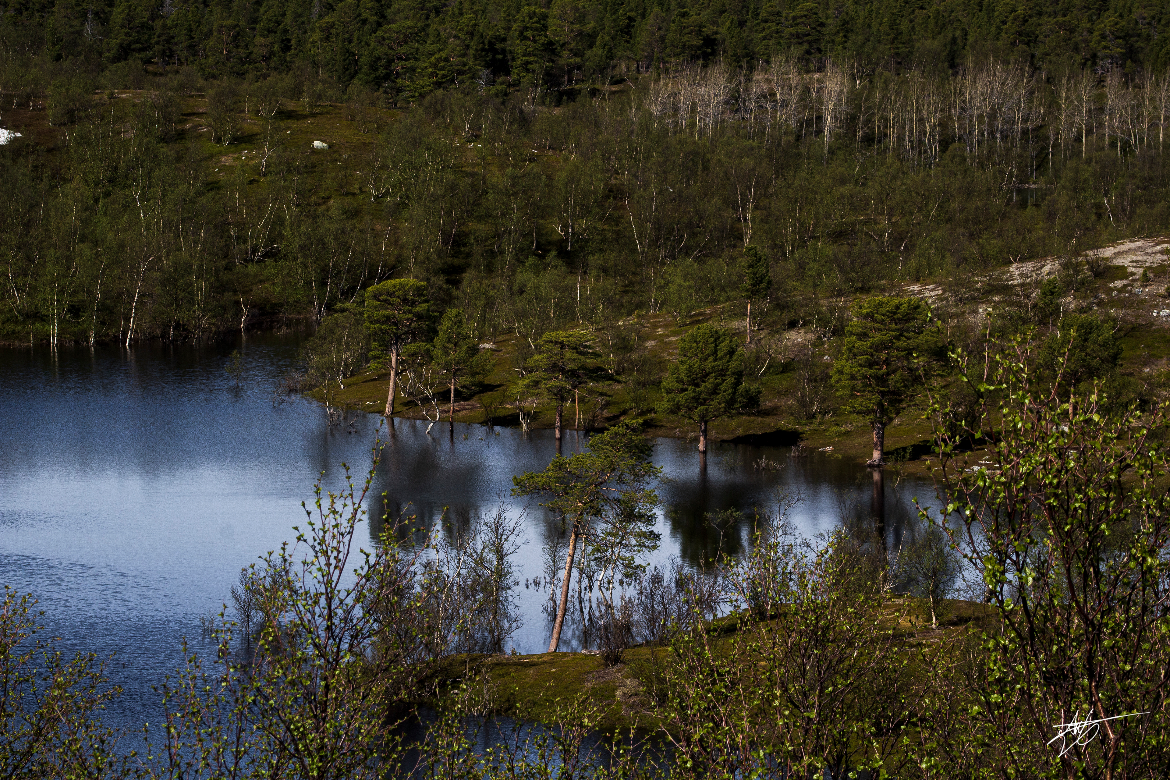 A herd of trees cooling off in the water. Stabbursdalen National Park.