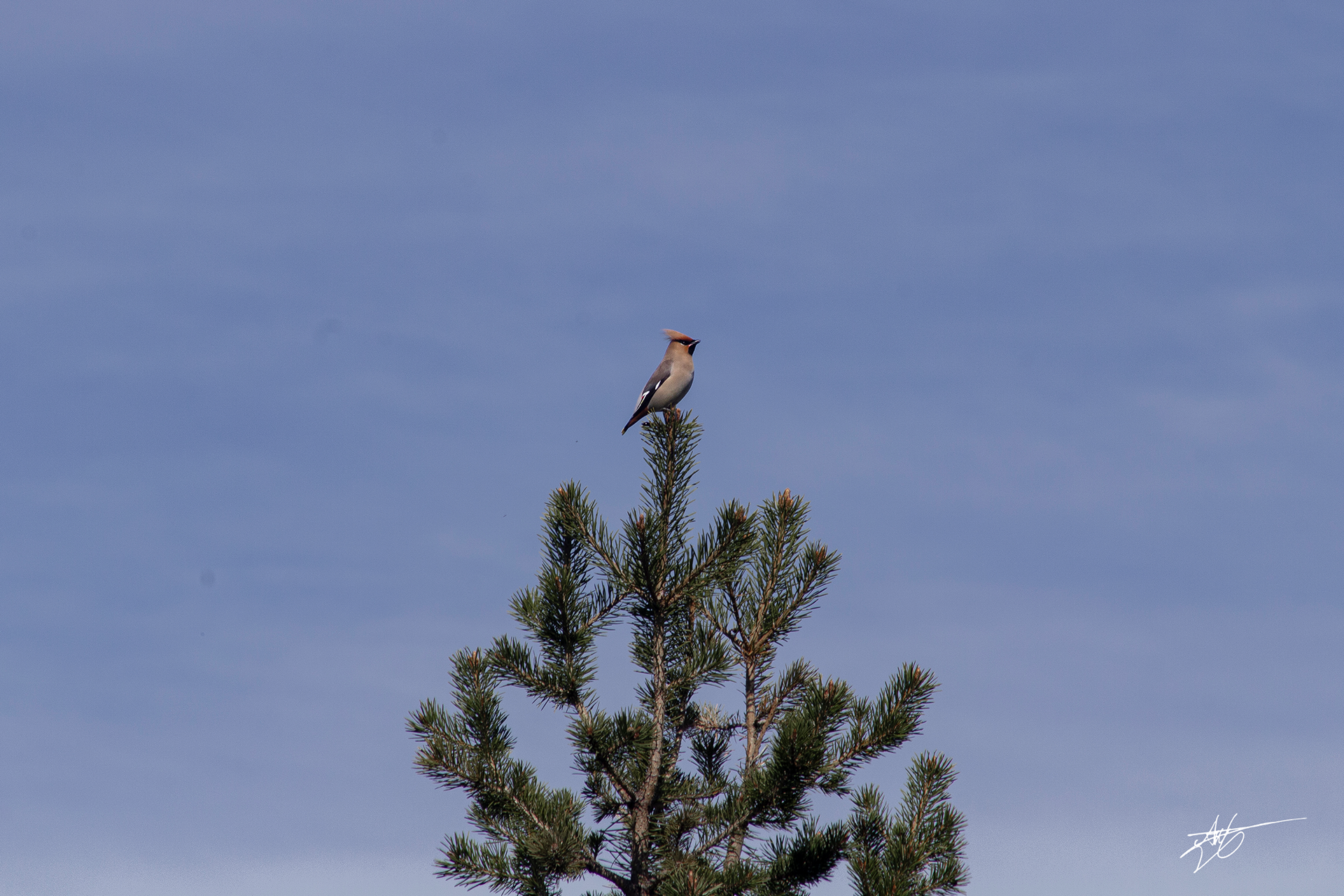 Angry Bird. Stabbursdalen National Park.