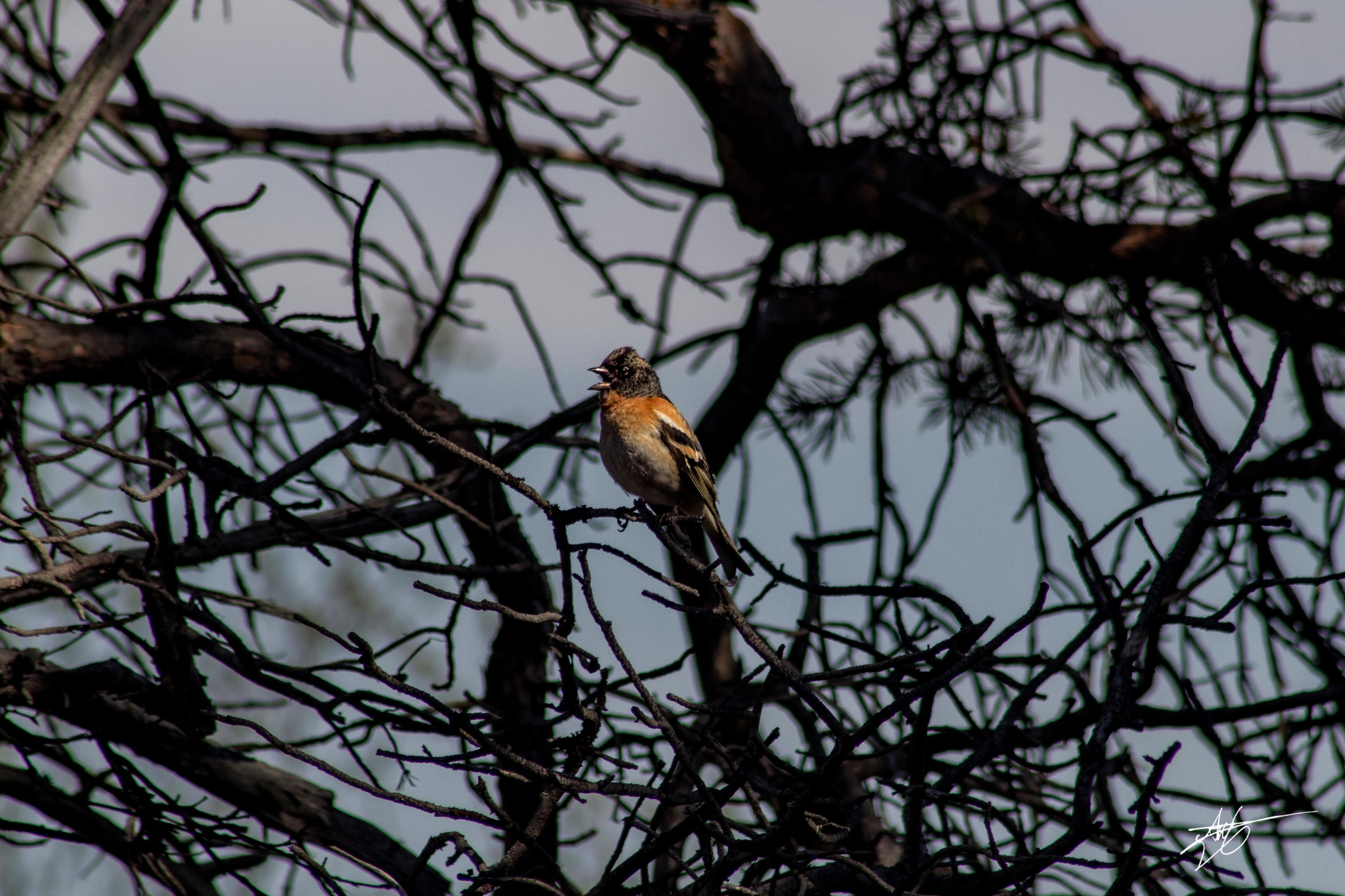 Chirp. Stabbursdalen National Park.