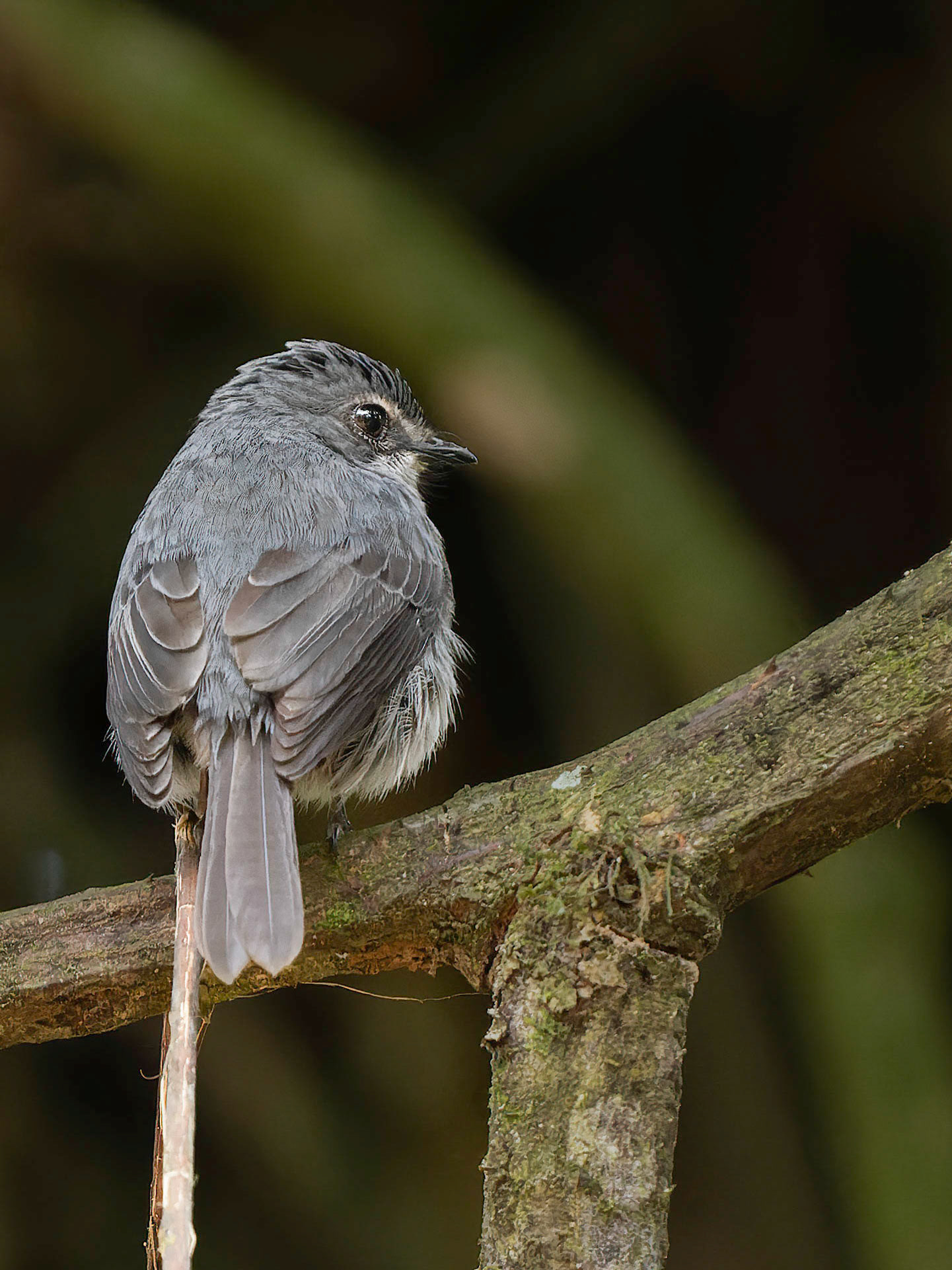Dusky Blue Flycatcher