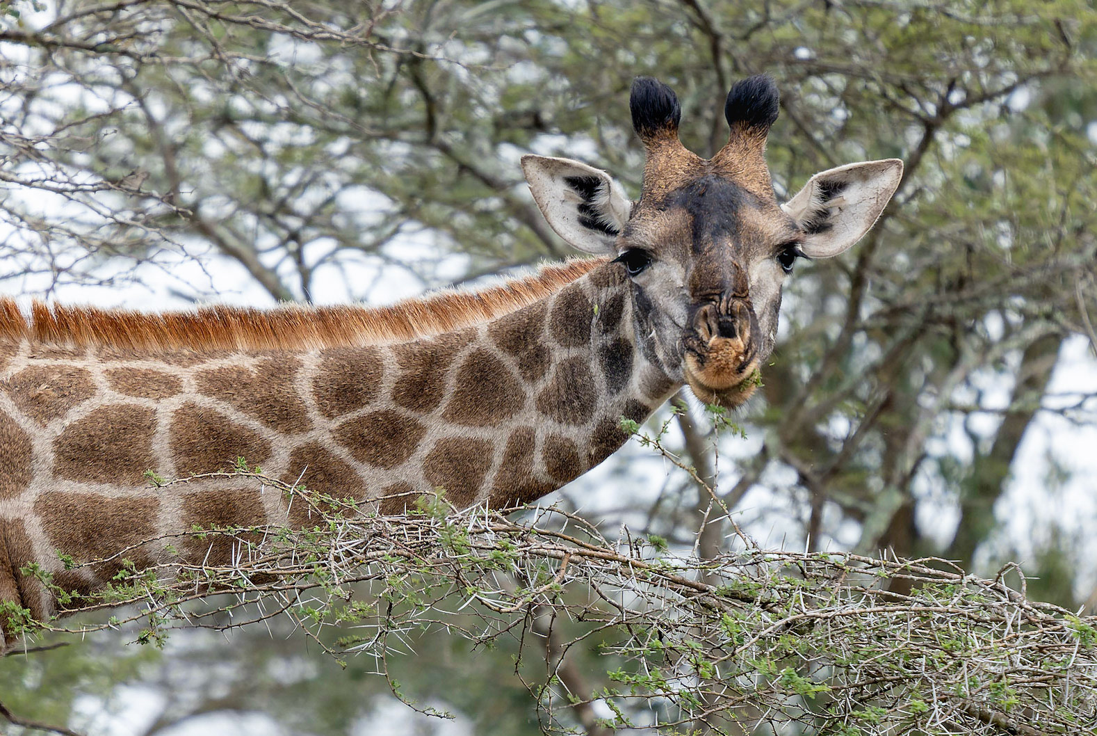 Southern Giraffe feeding