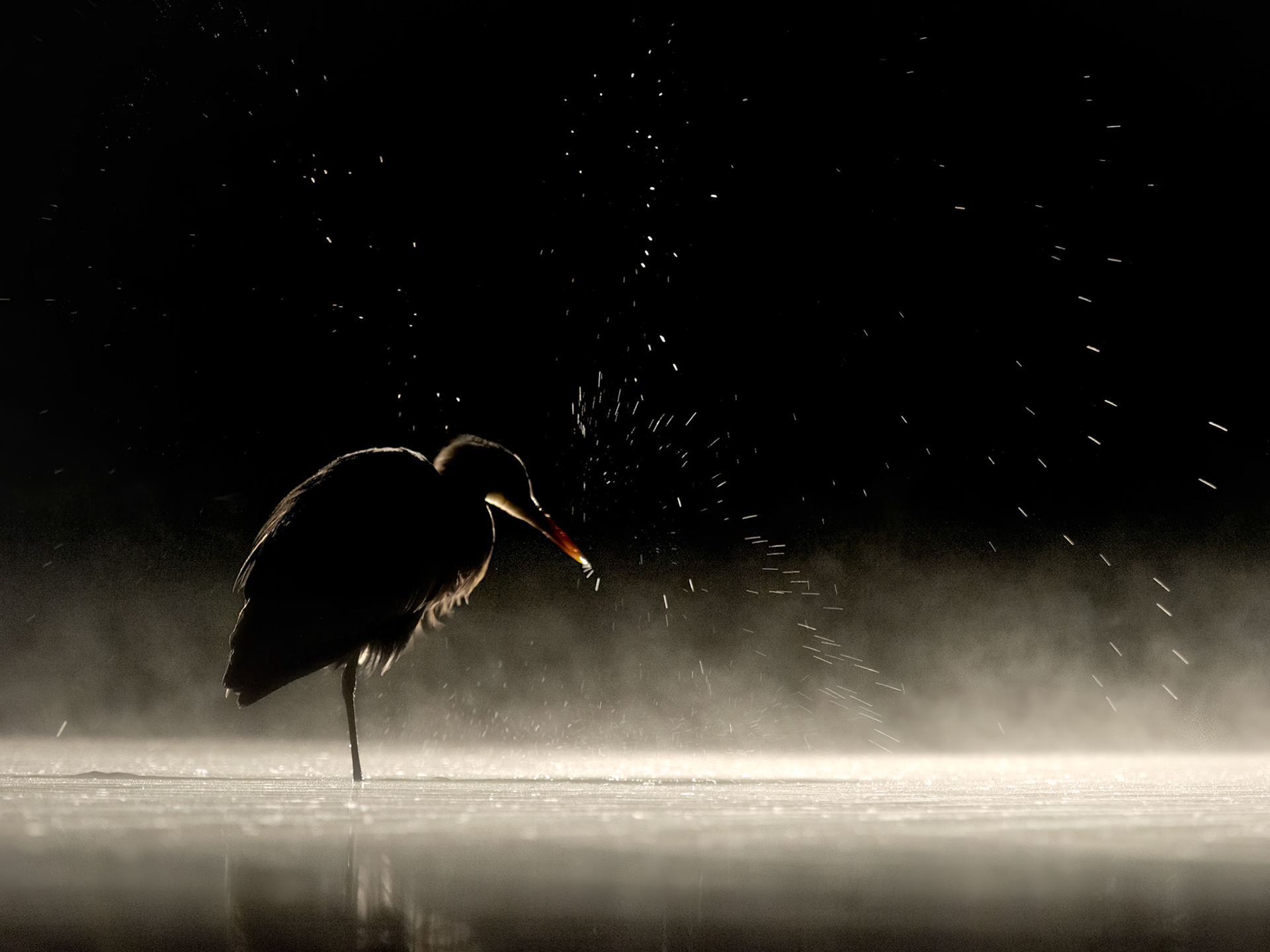 Grey Heron at night