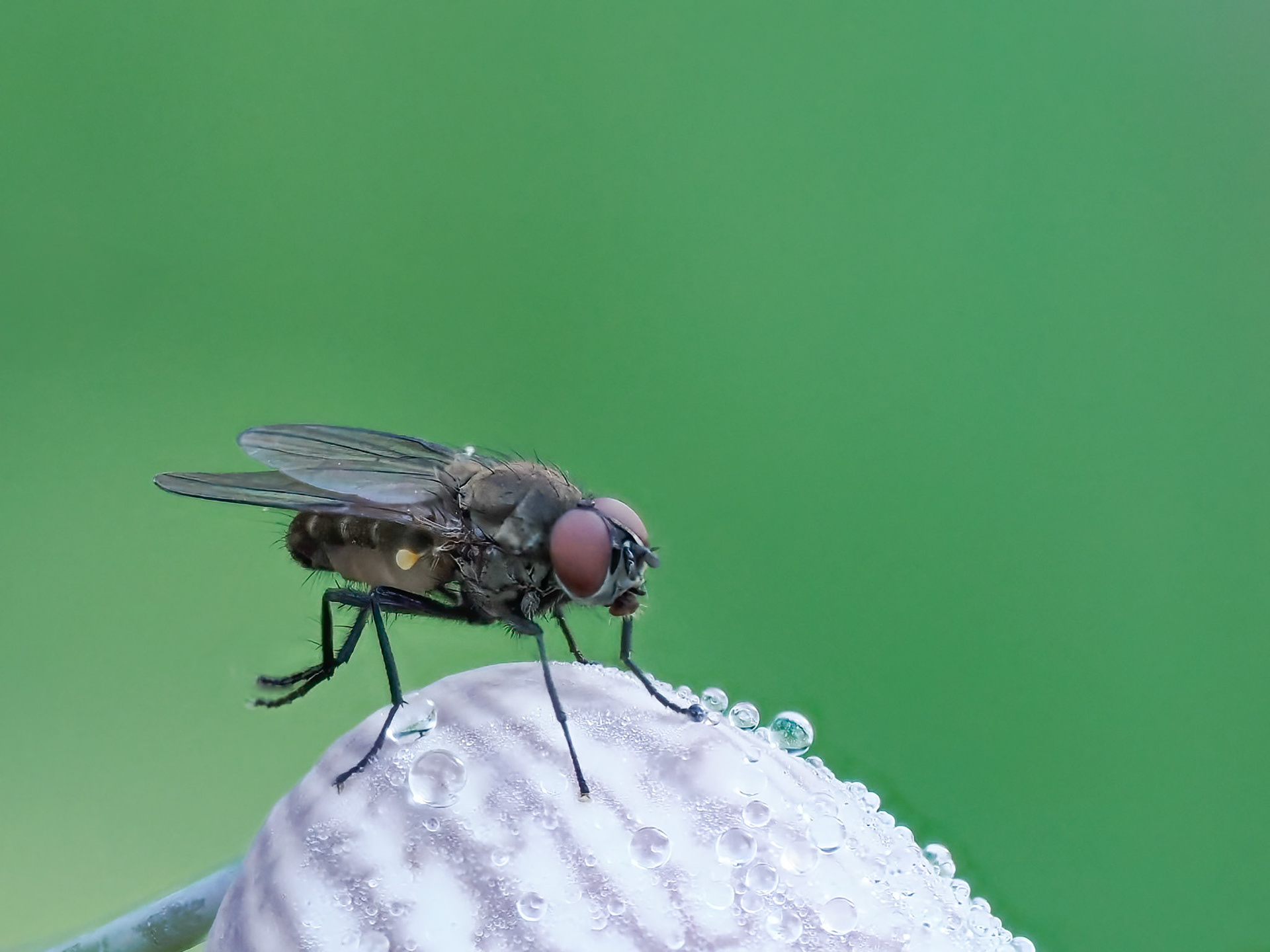 Fly on Bladder Campion