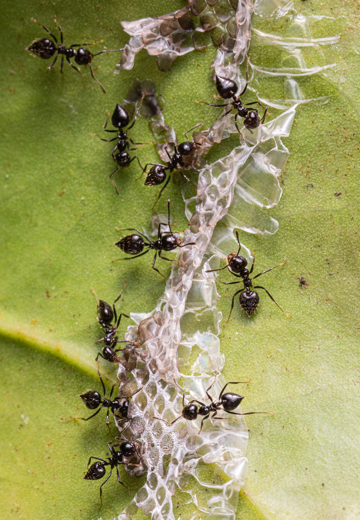 Ants eating shedded snake skin
