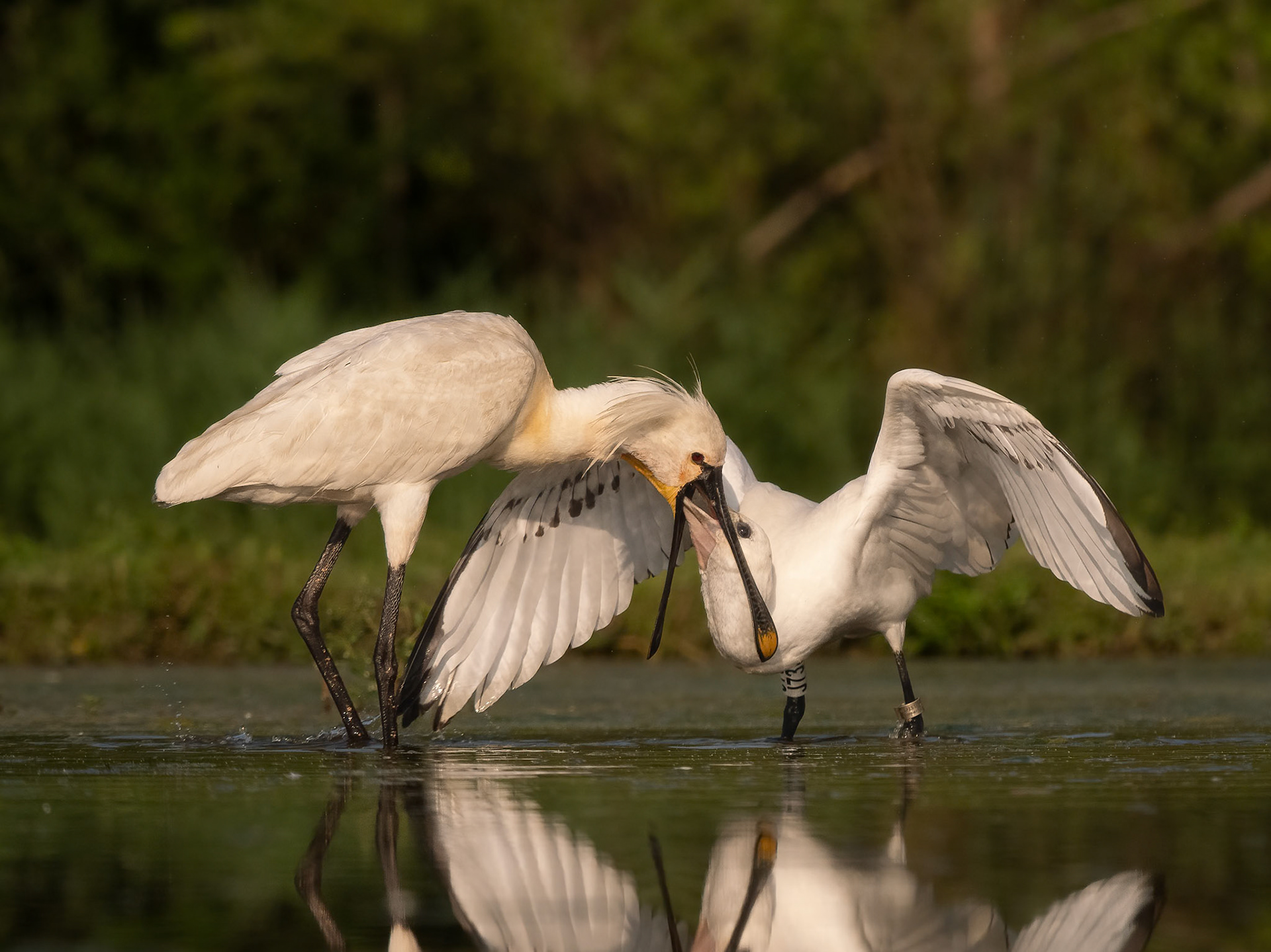 Spoonbill feeding youngster