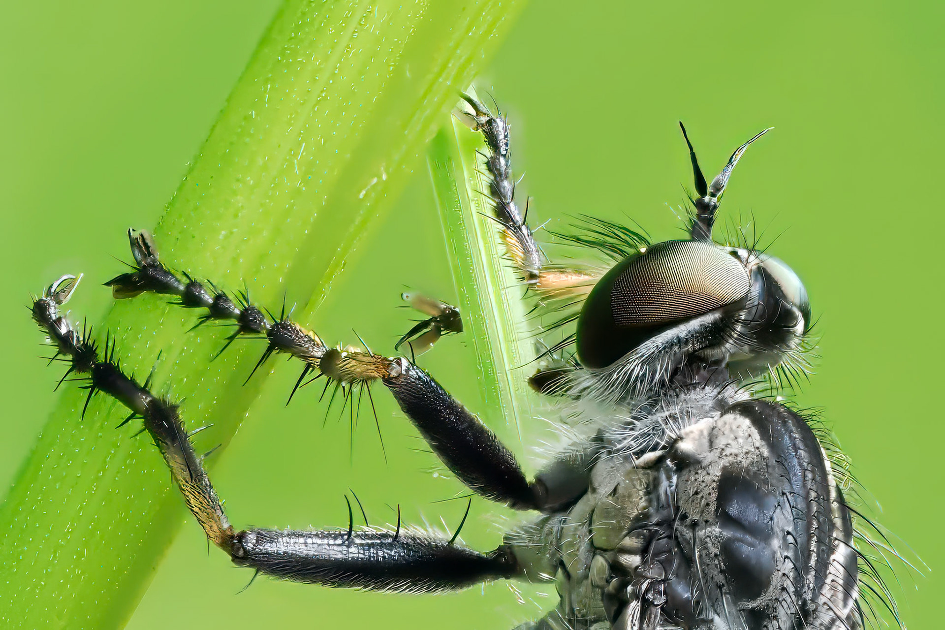 Robber Fly