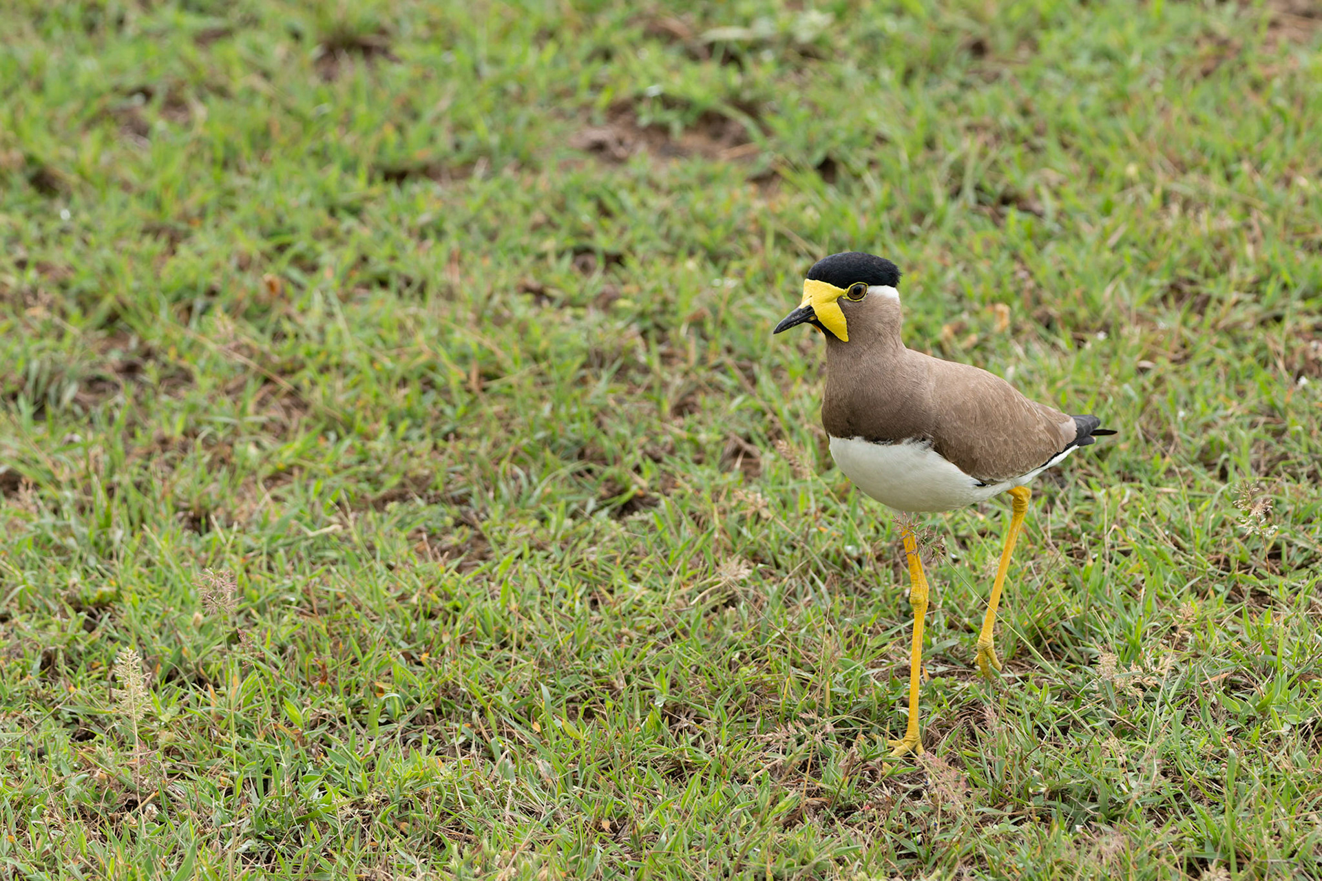 Yellow - wattled Lapwing