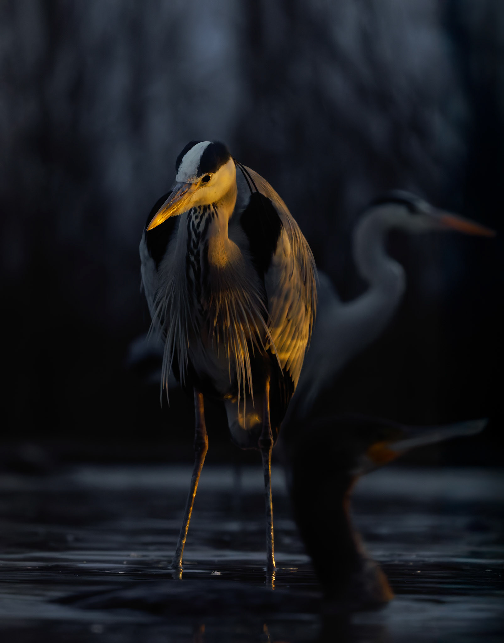 Grey Heron