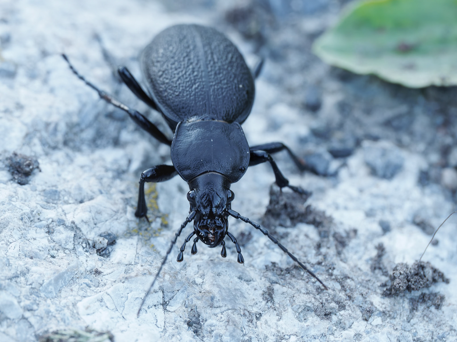 Scarab Ground Beetle