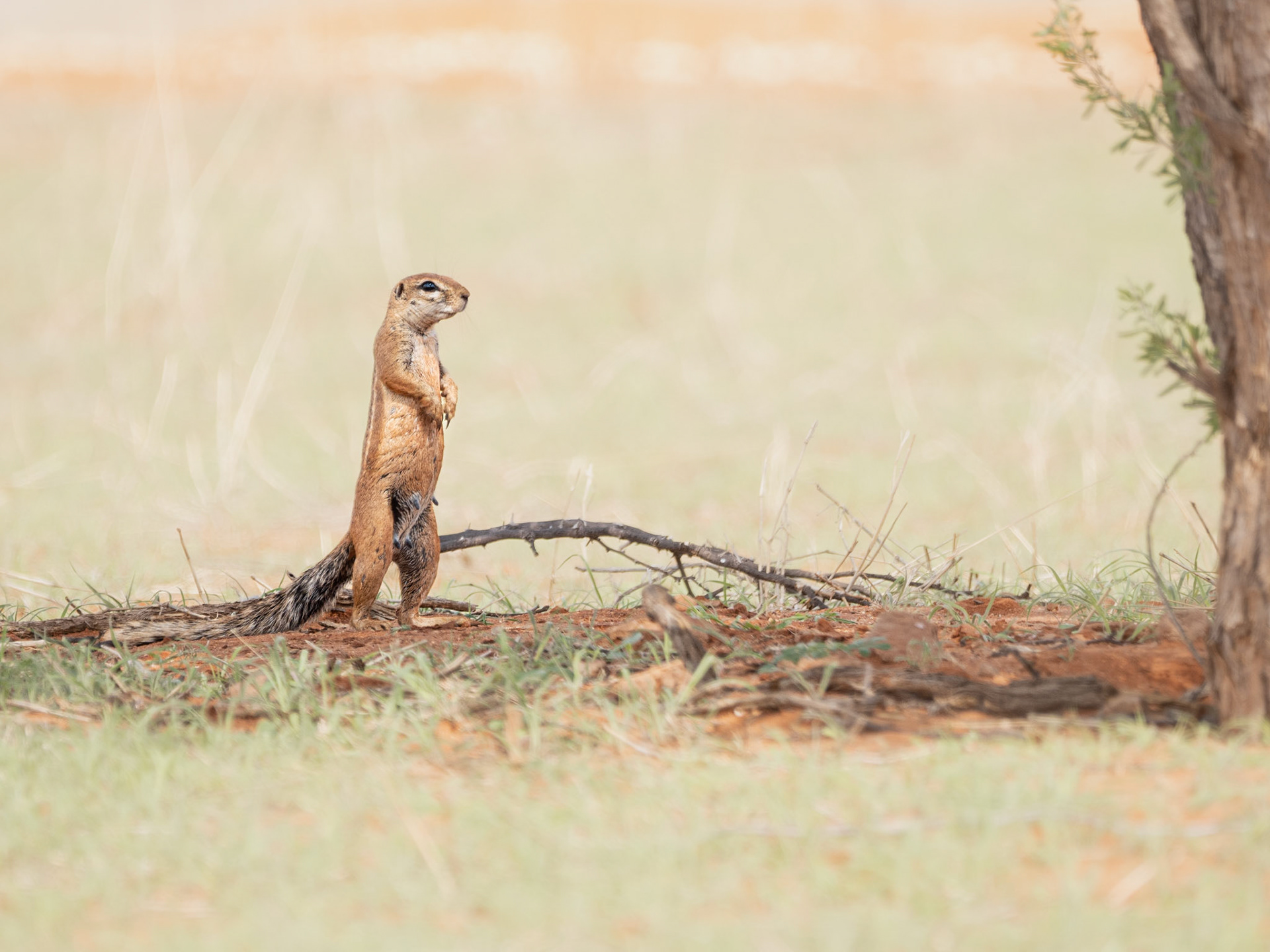 South African Ground Squirrel