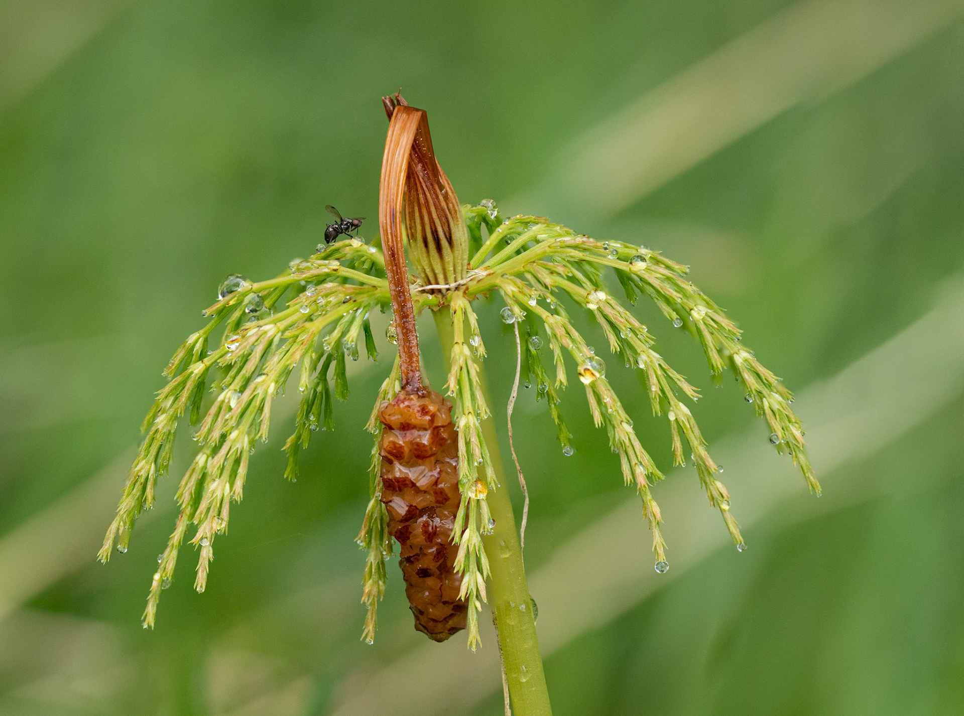 Mare's Tail