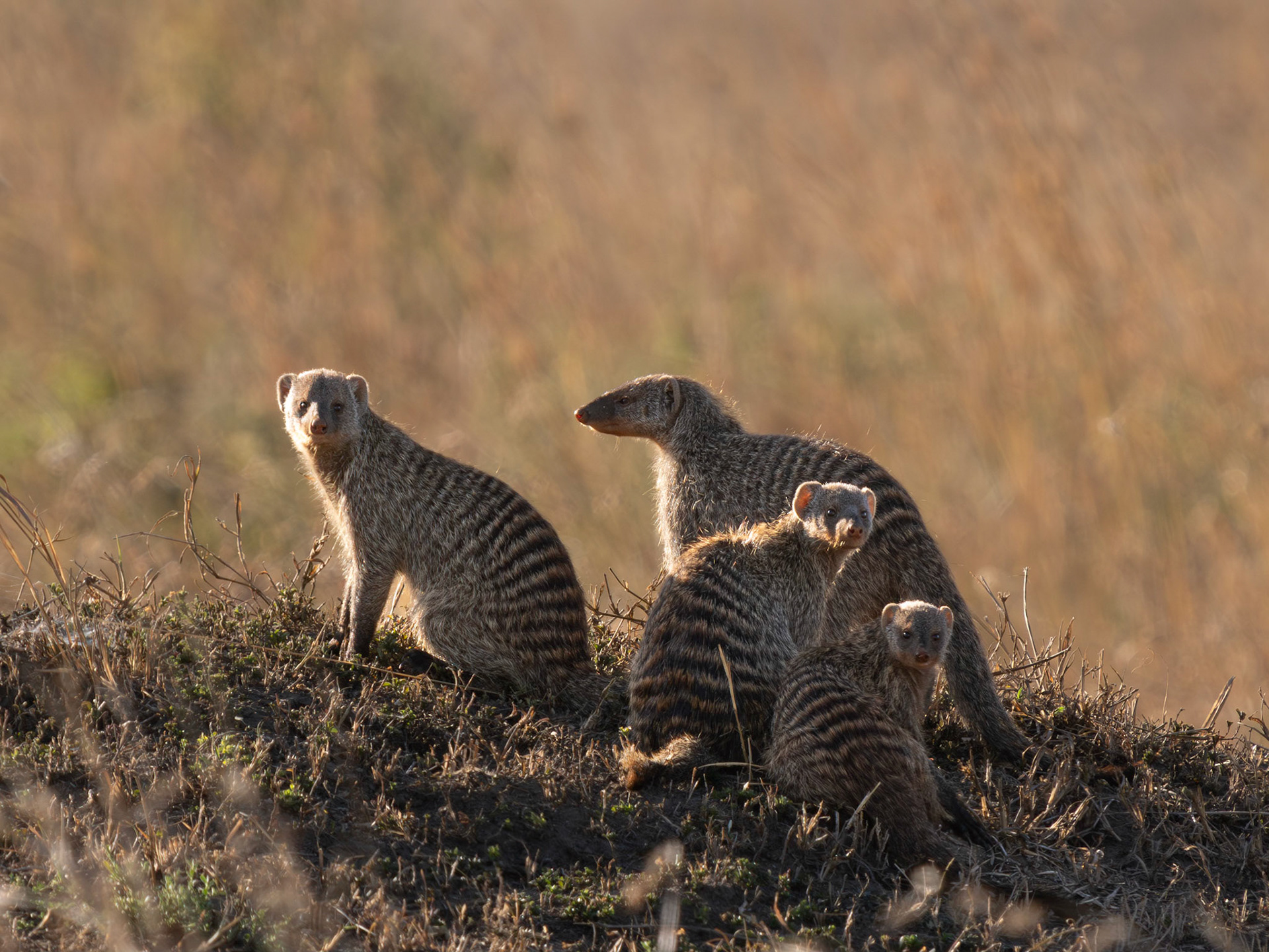 Banded Mongoose