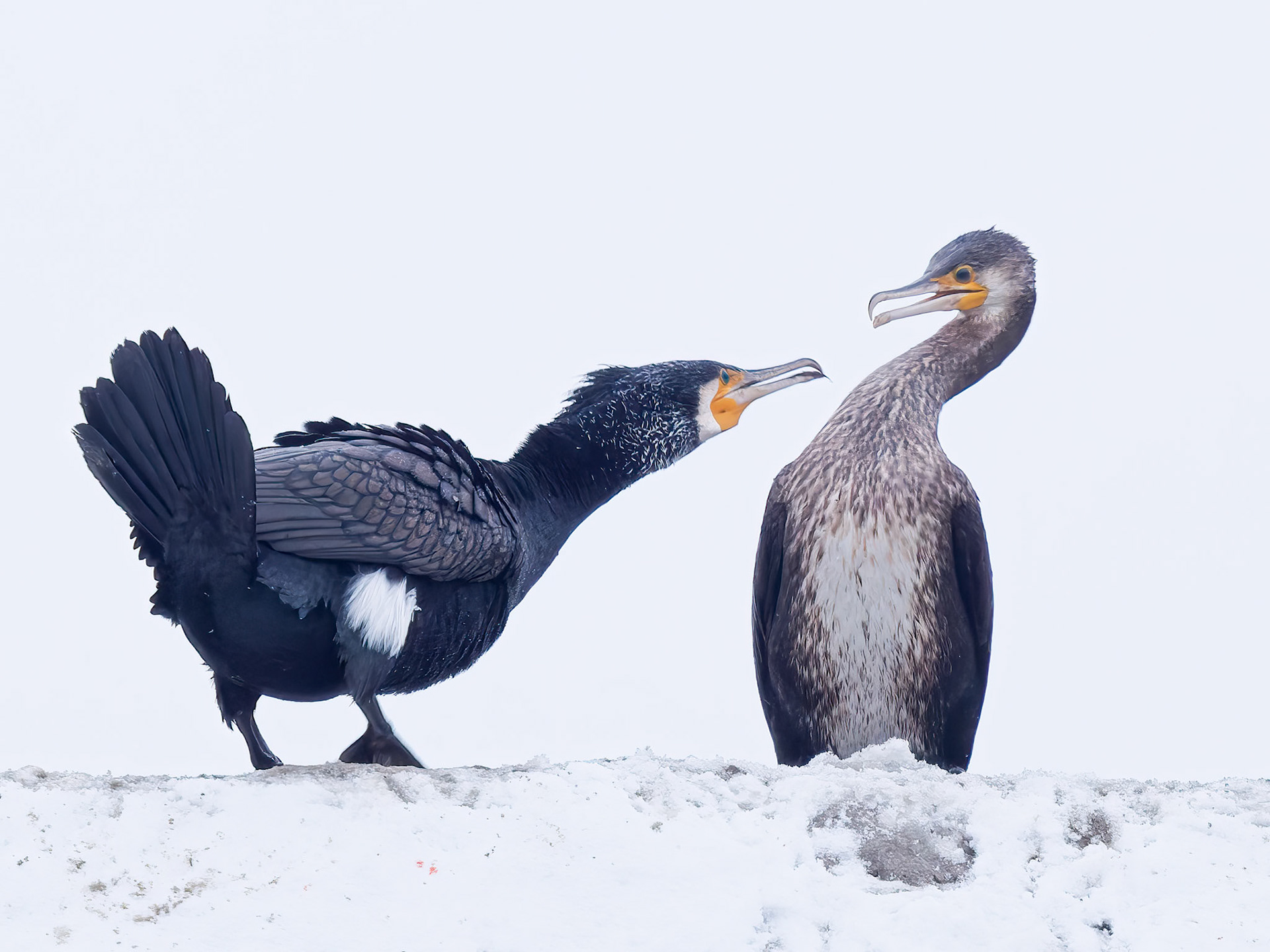 Adult and Juvenile Cormorants in the snow