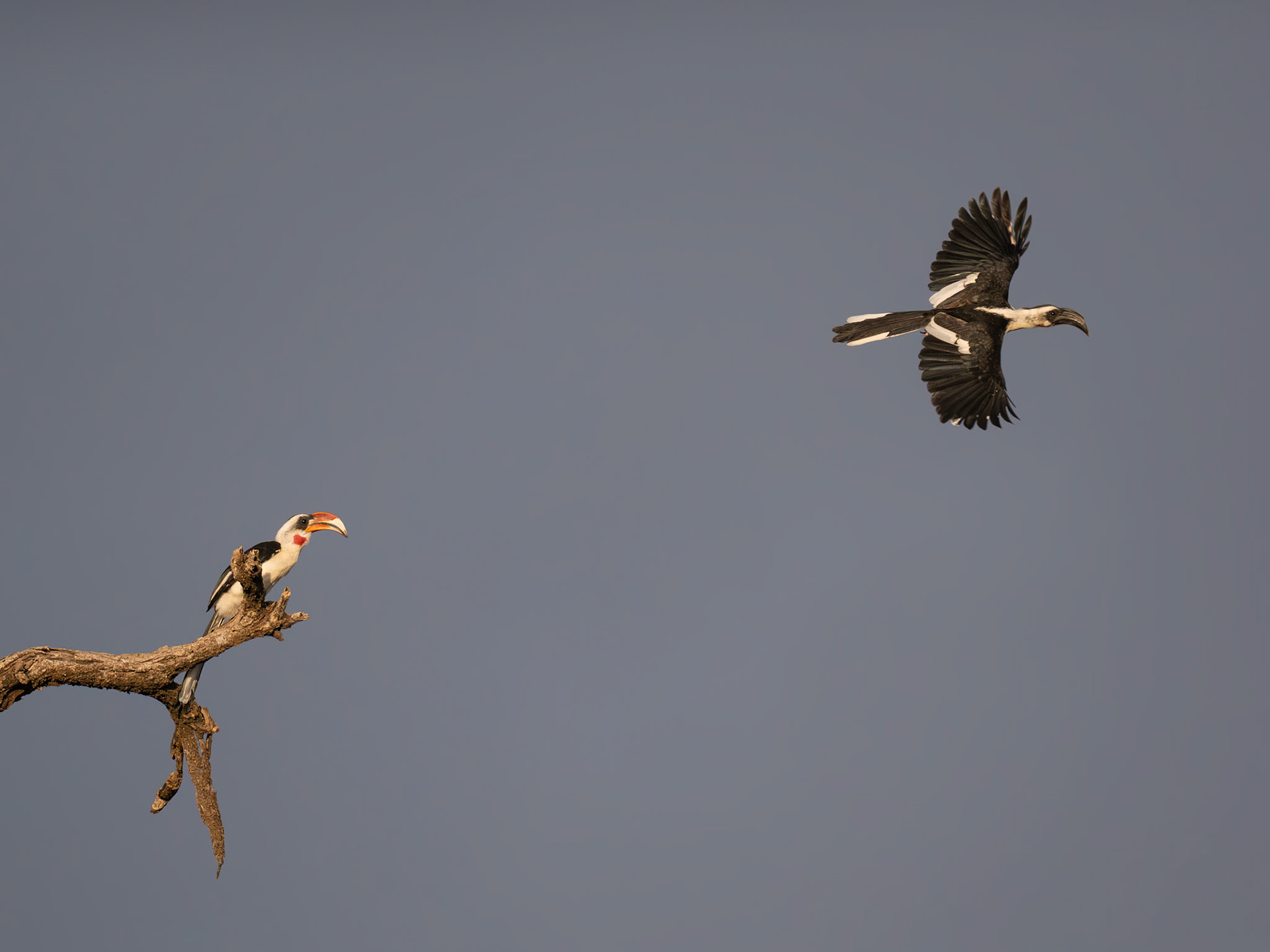 Male and female Von Der Decken's Hornbills