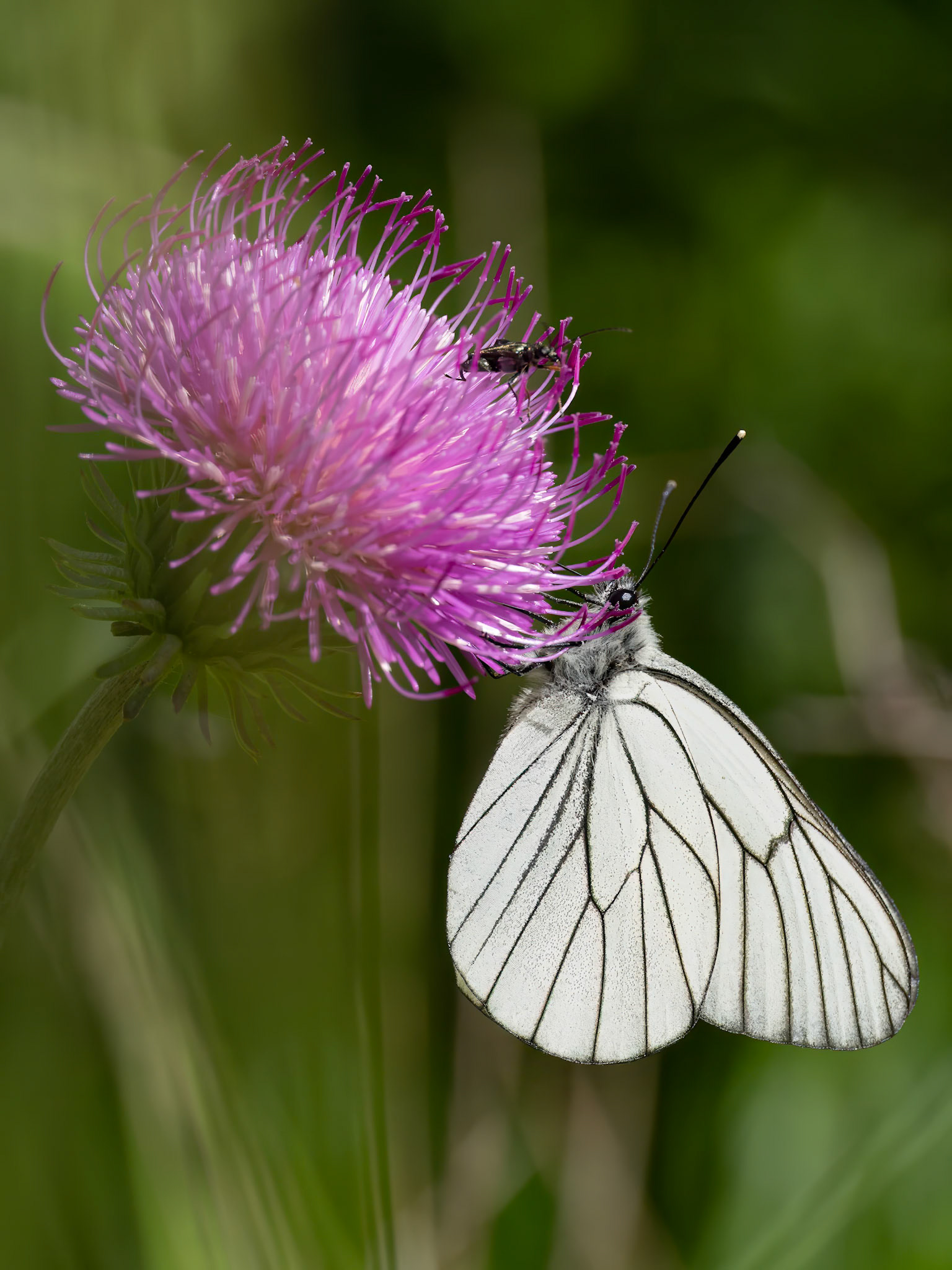 Black Veined White Butterfly