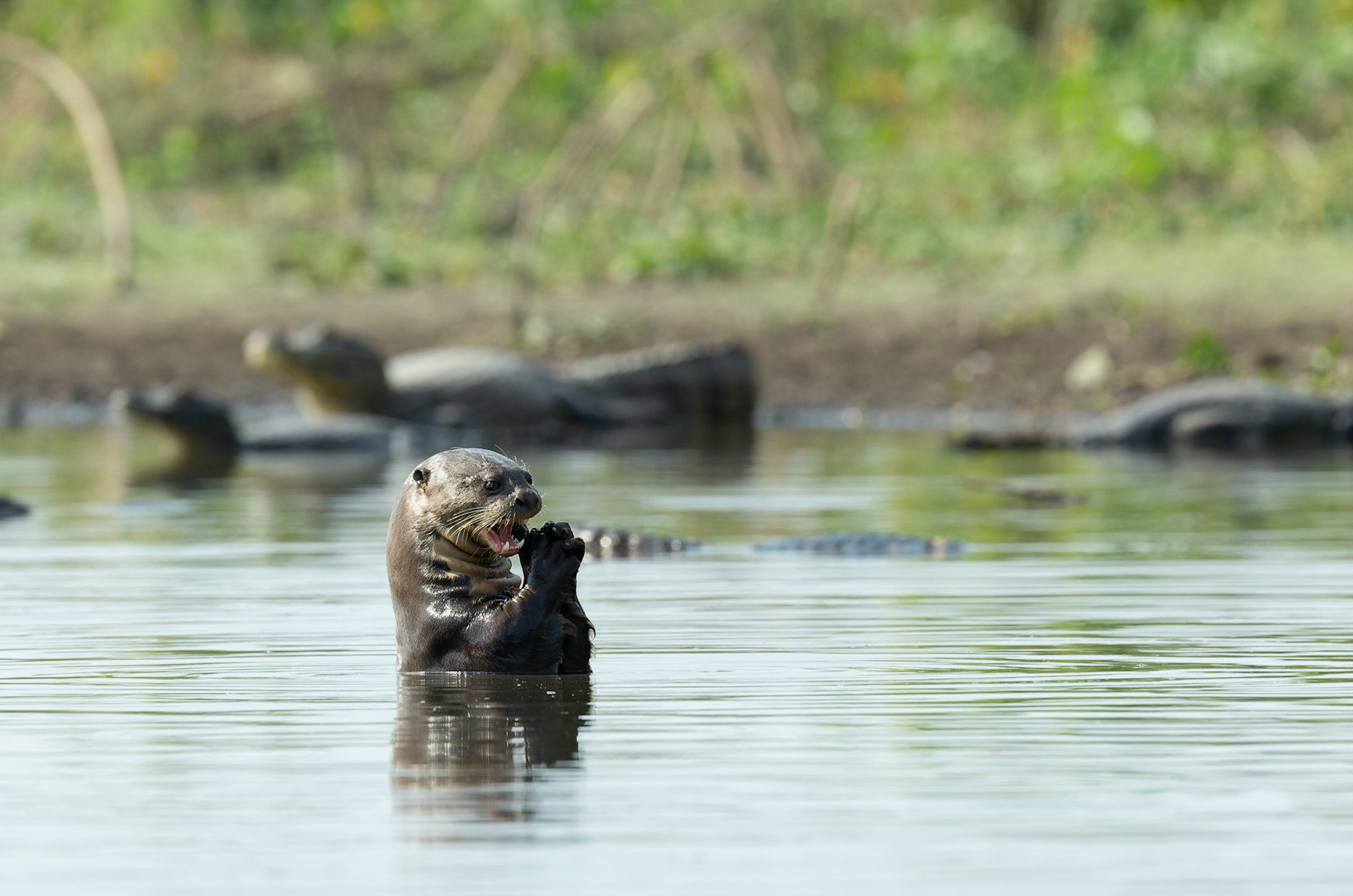 Giant River Otter eating a fish