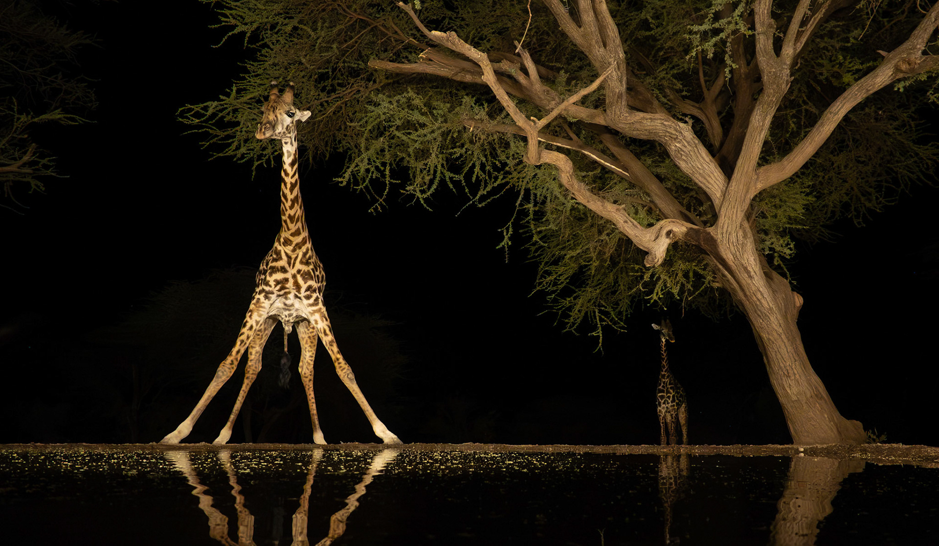 Giraffe at waterhole