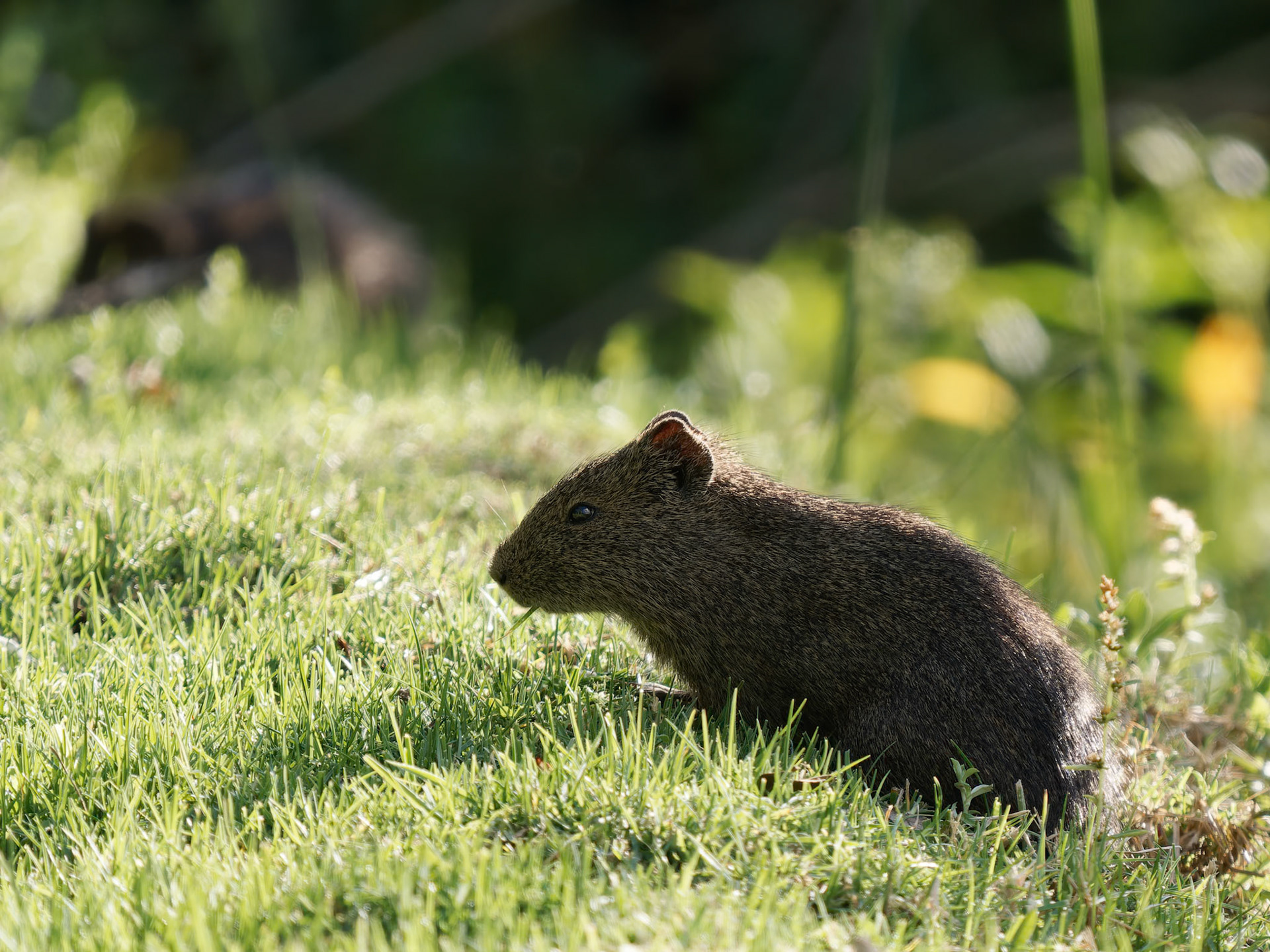 Brazilian Cavy