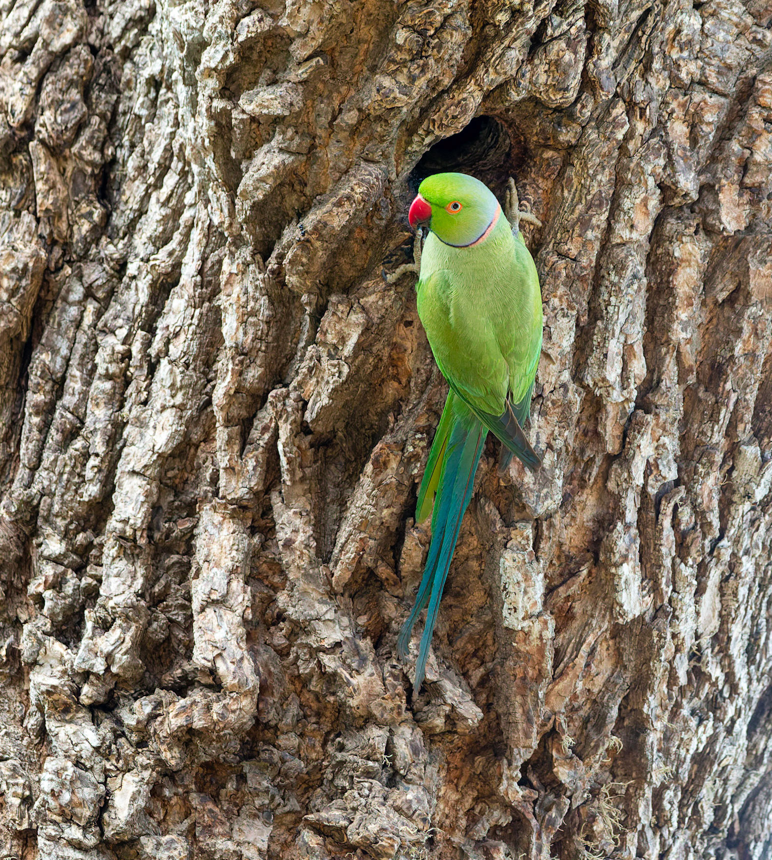 Male Rose- Ringed Parakeet 