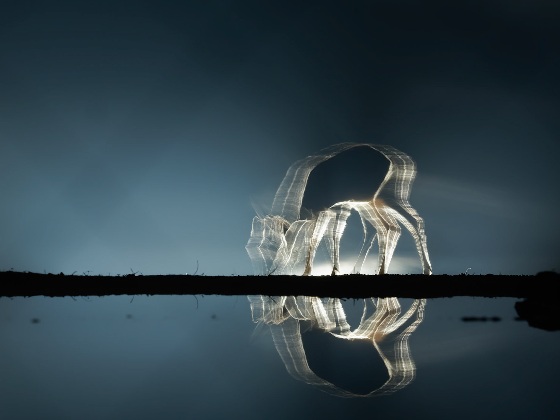 Movement of a Roe Deer