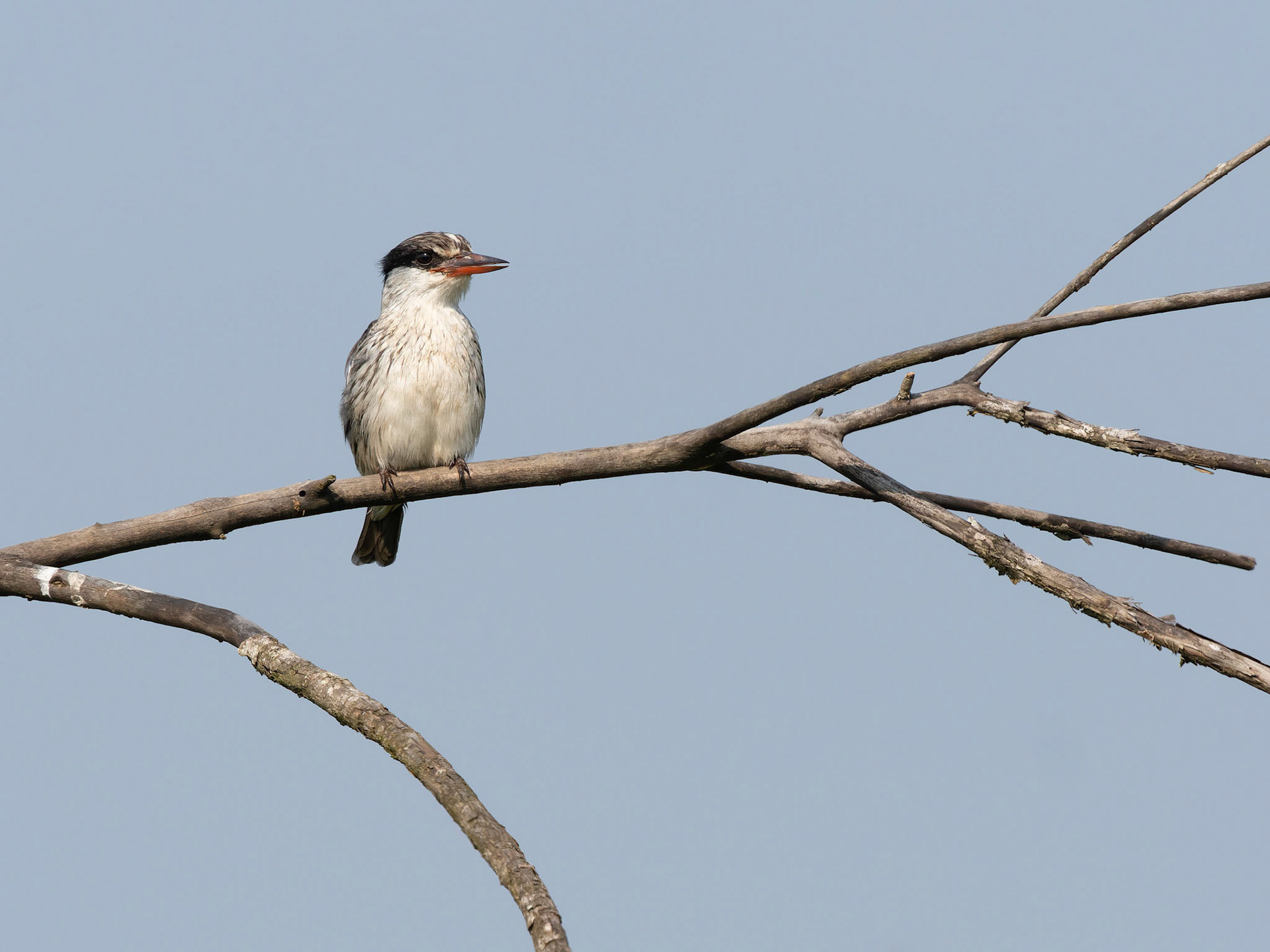 Striped Kingfisher