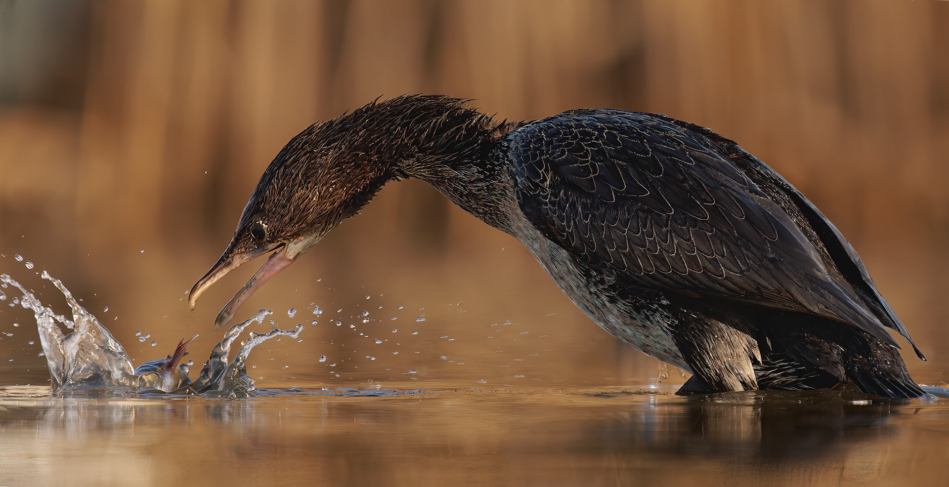 Great Cormorant drops fish
