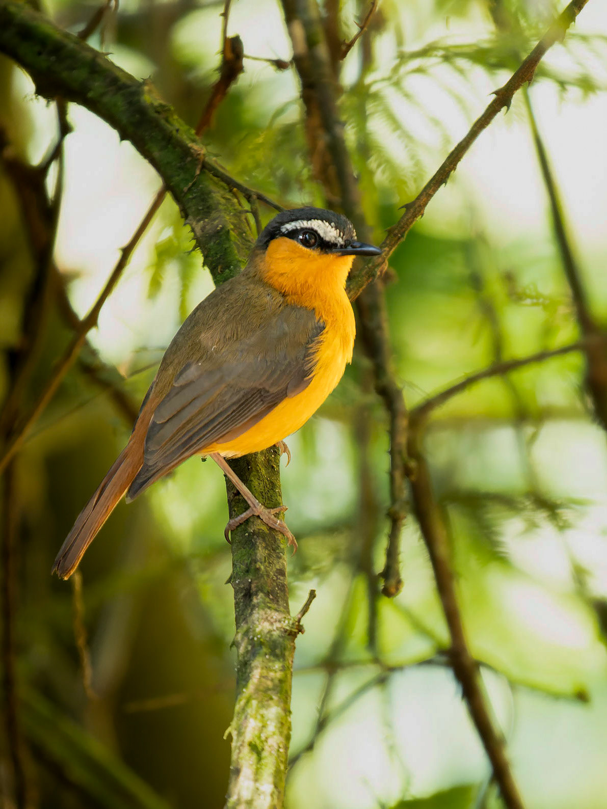 Grey-backed Robin-Chat