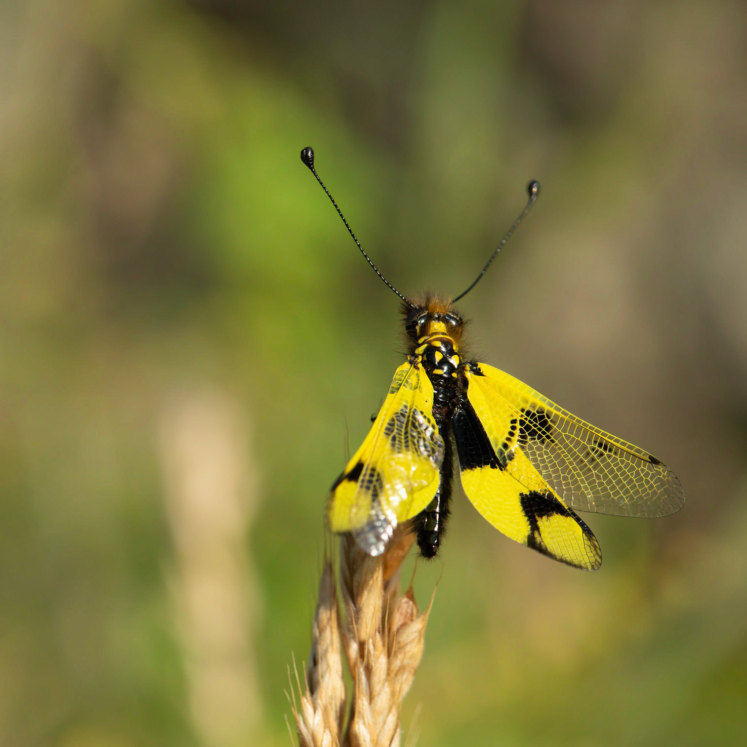 Owlfly (Libelloides macoronilus)
