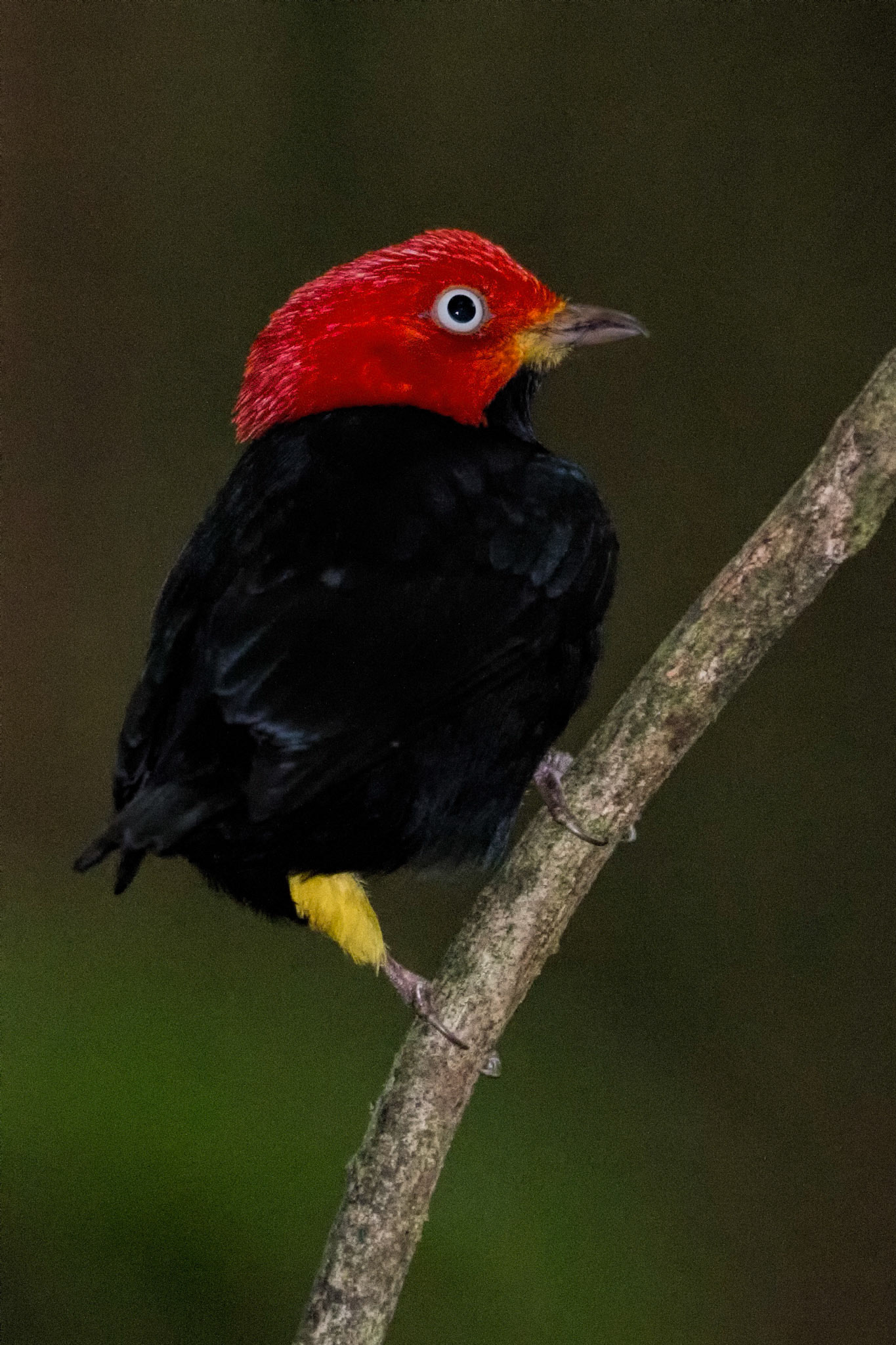 Red-capped Manakin