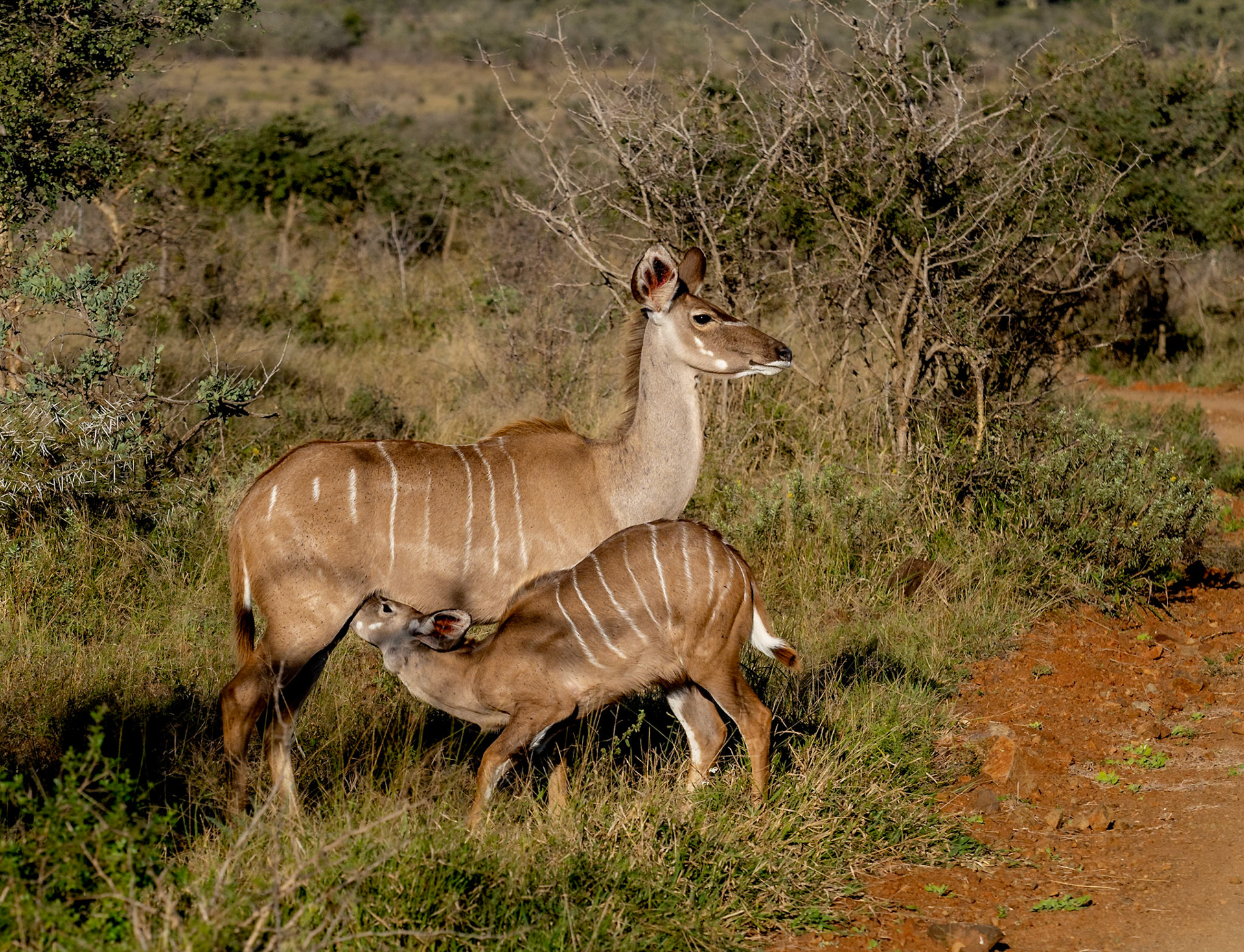 Kudu and calf