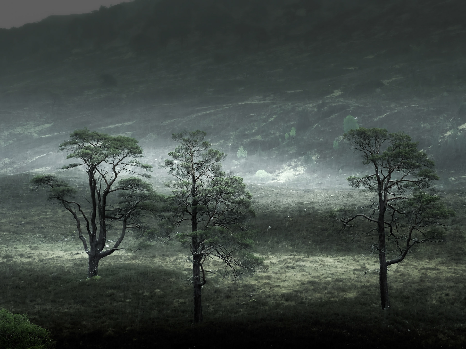 Three trees Strathfarrar