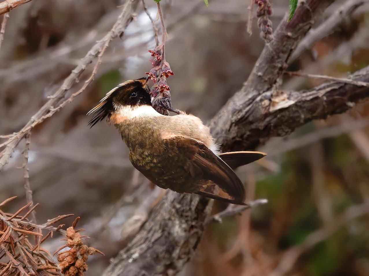 Buffy Helmetcrest Hummingbird