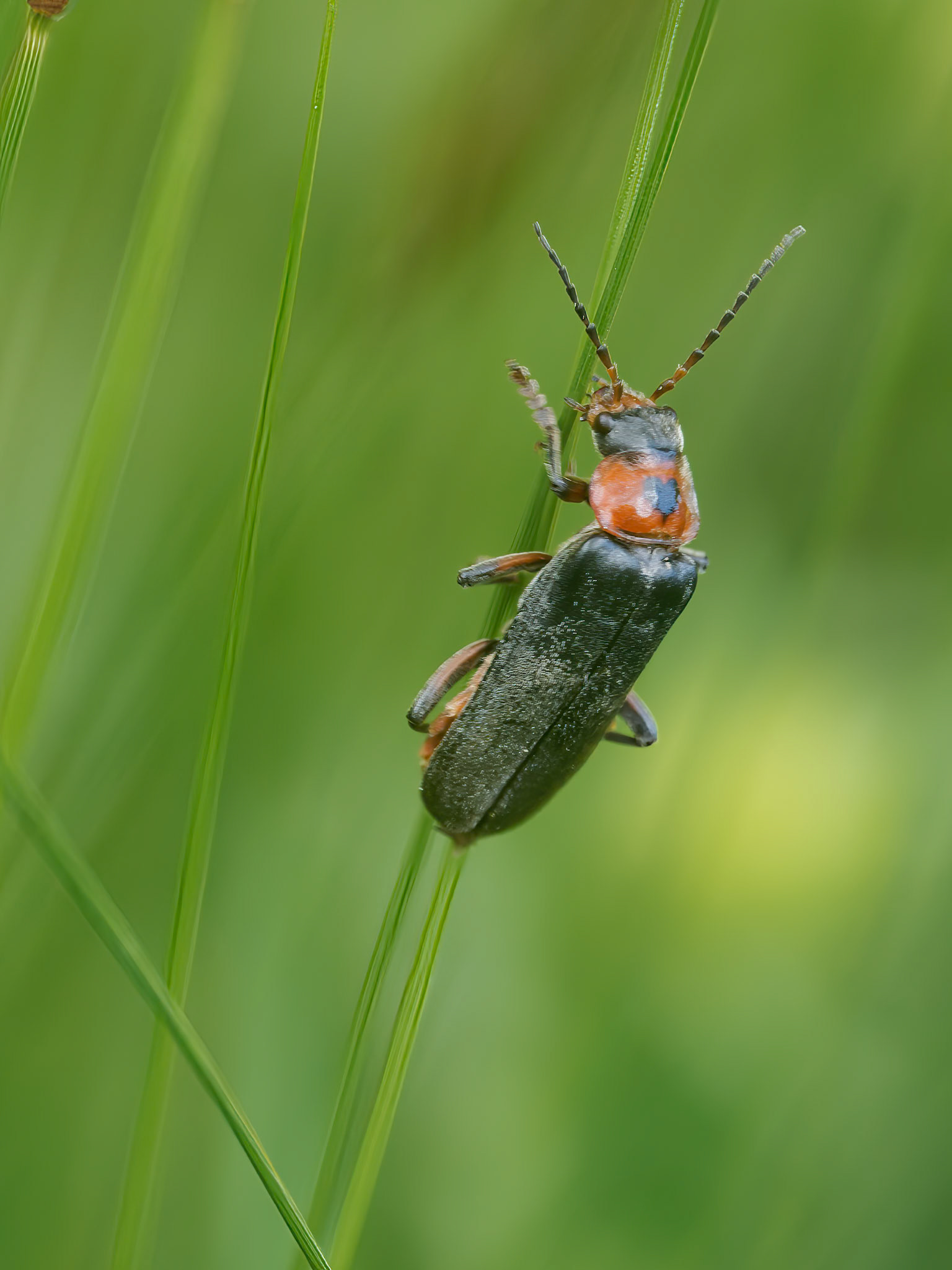Soldier Beetle