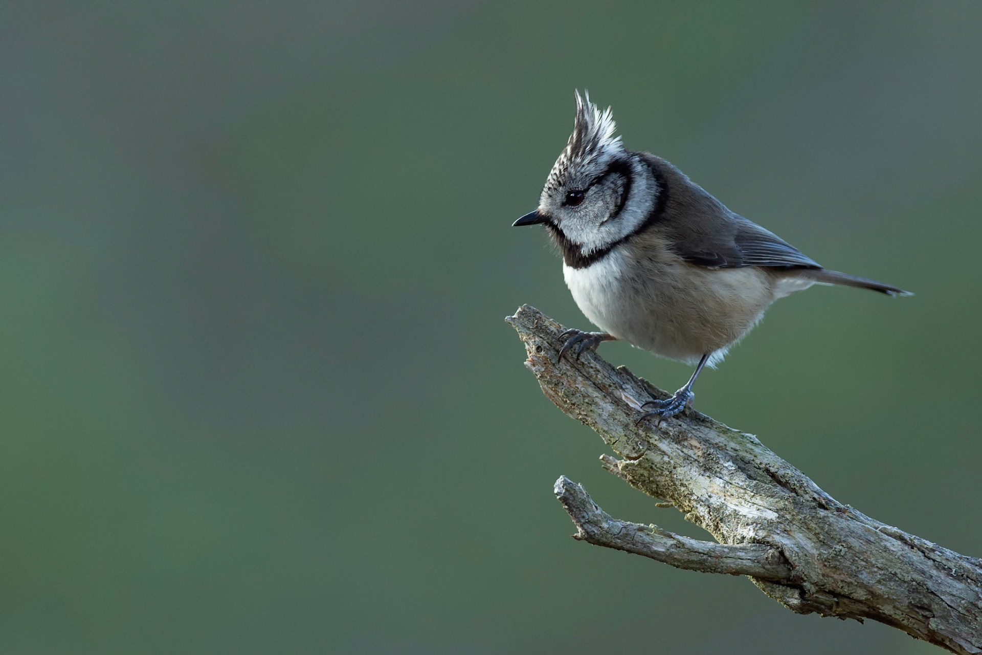 Crested Tit (Lophophanes cristatus)