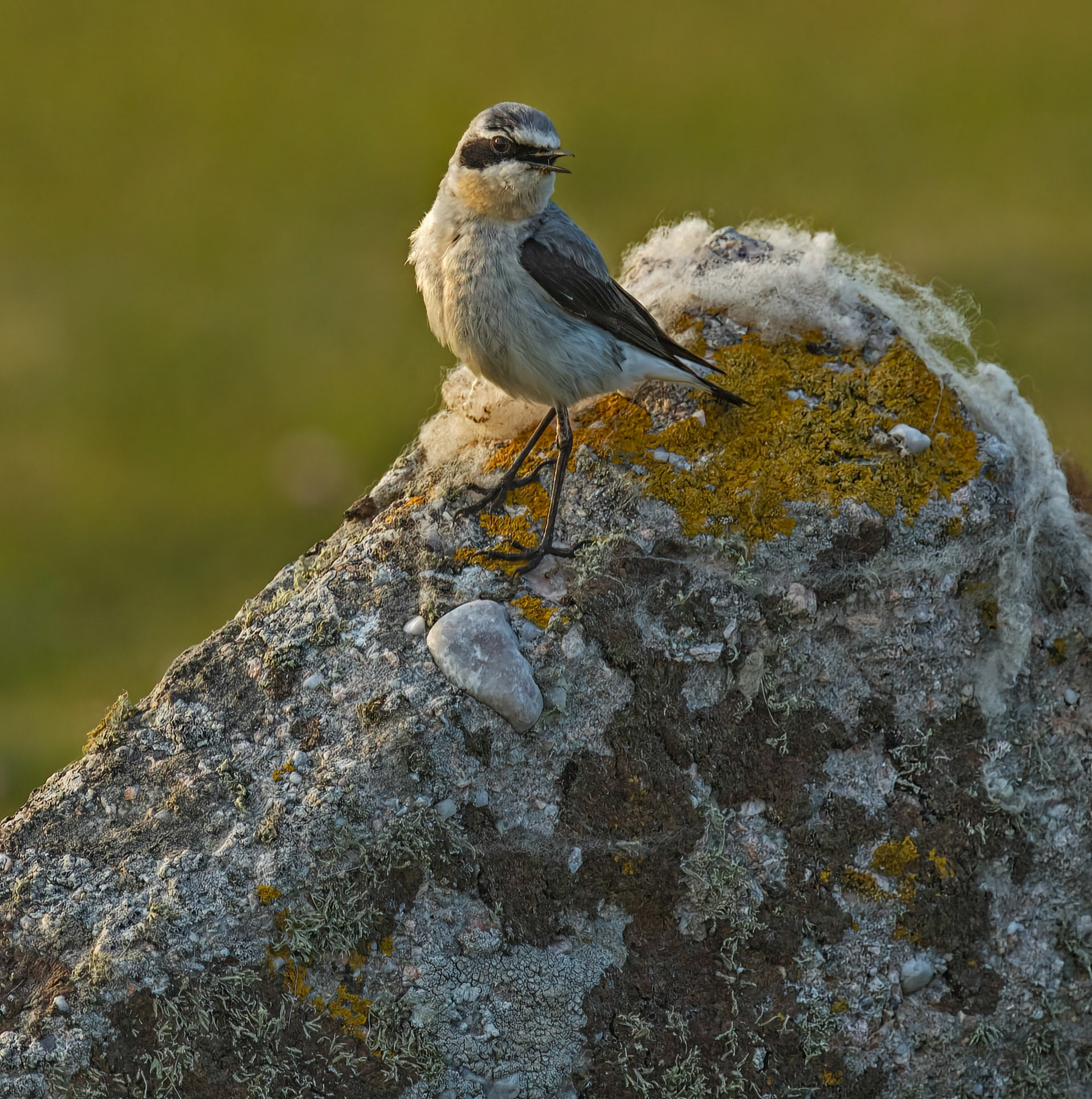 Male, Northern Wheatear