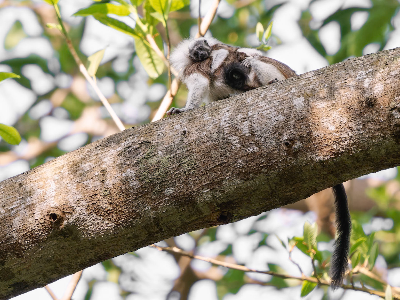 Cotton Top Tamarind with infant