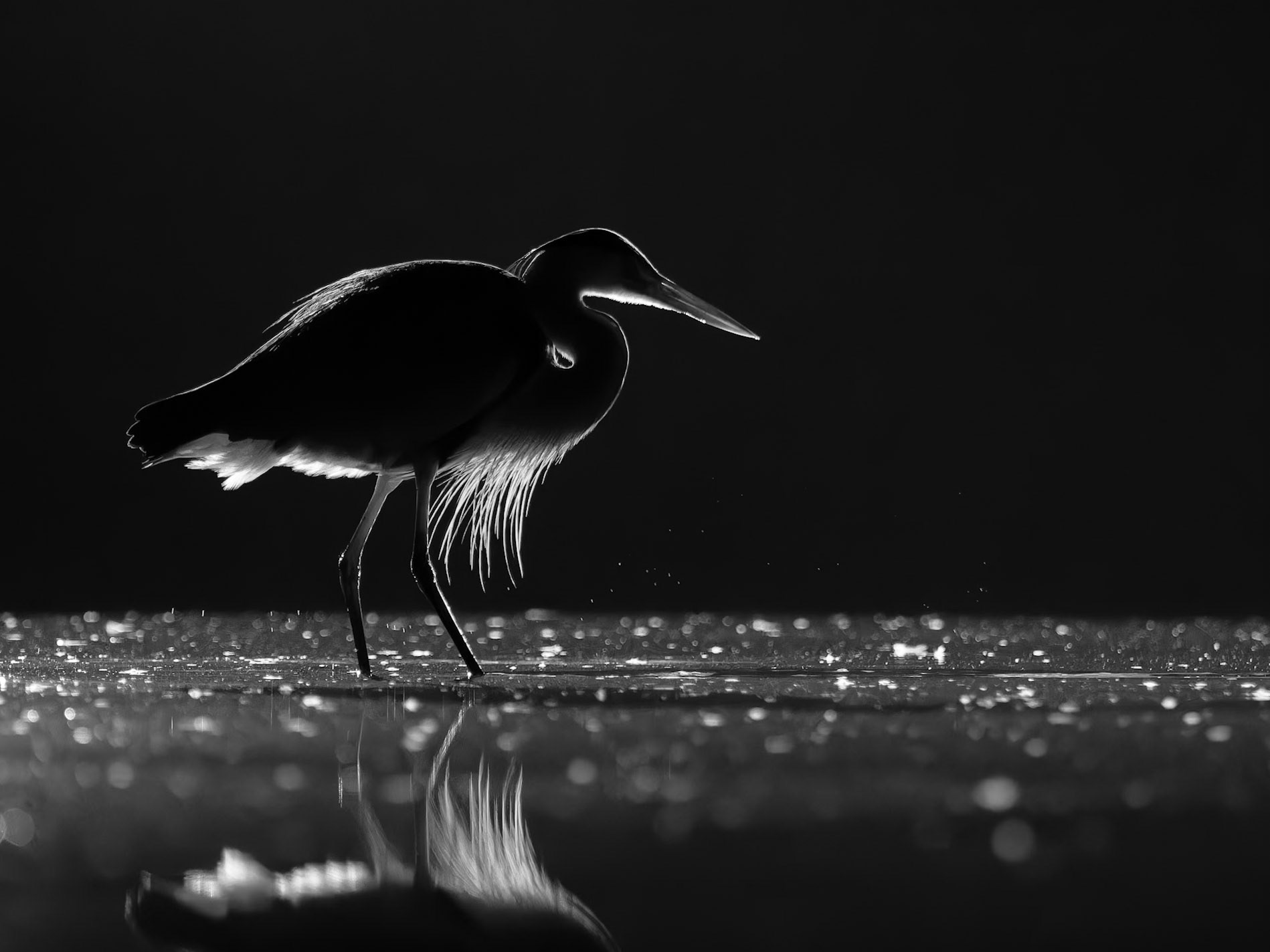 Heron at night