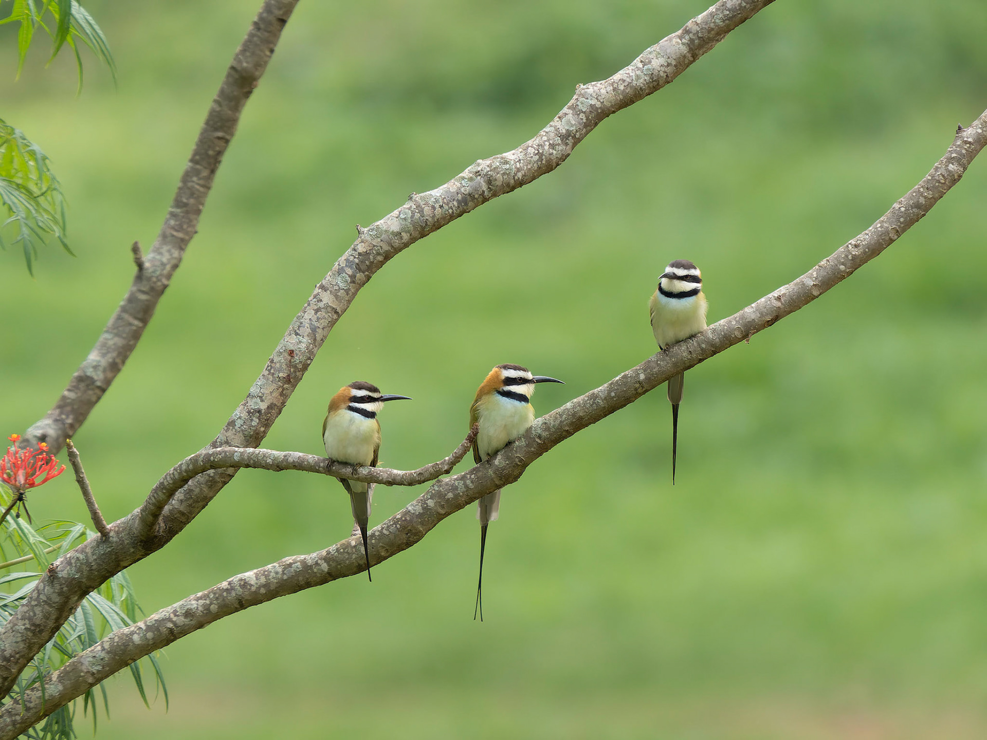 White Throated Bee Eaters