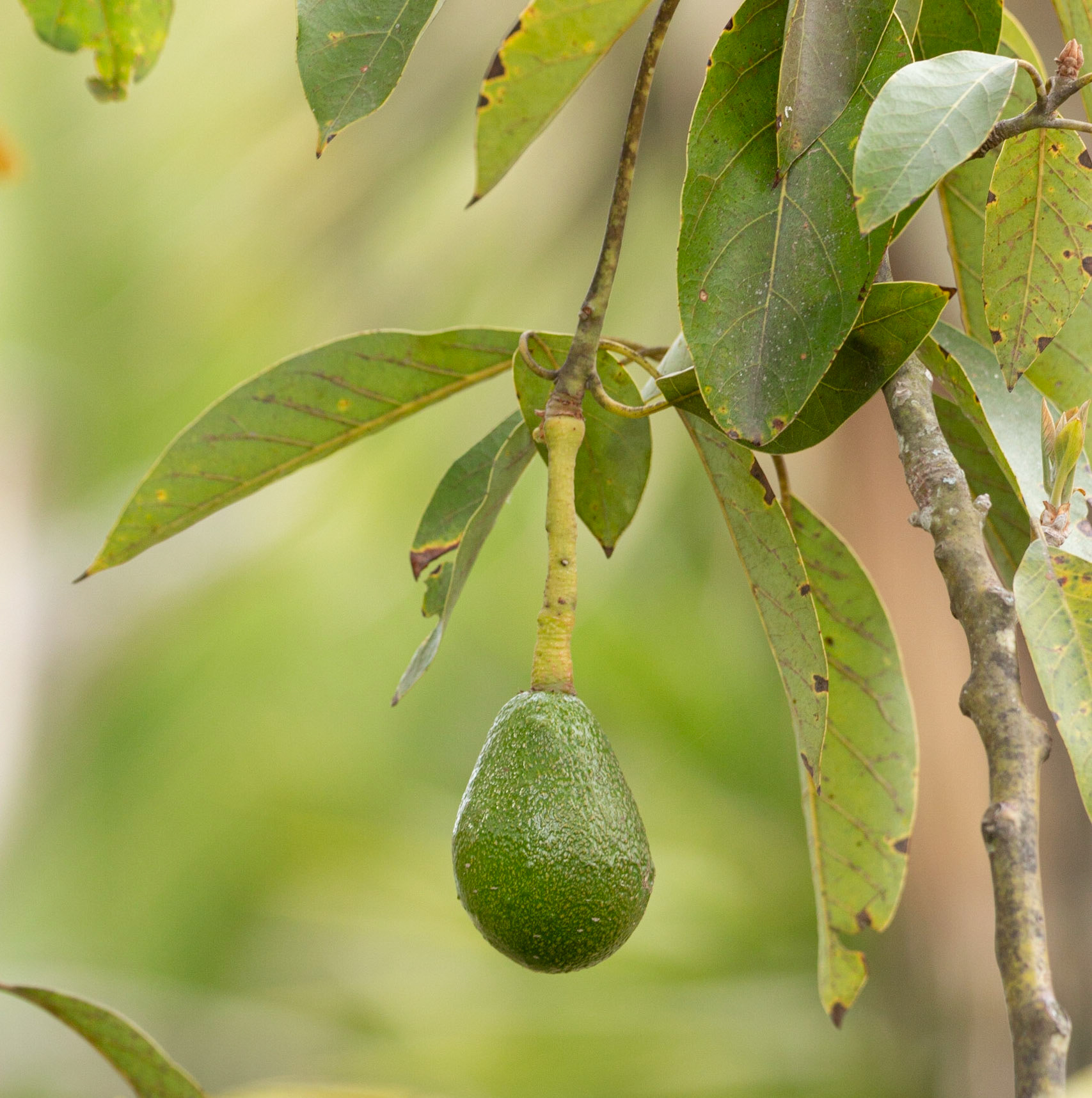 Avocado growing