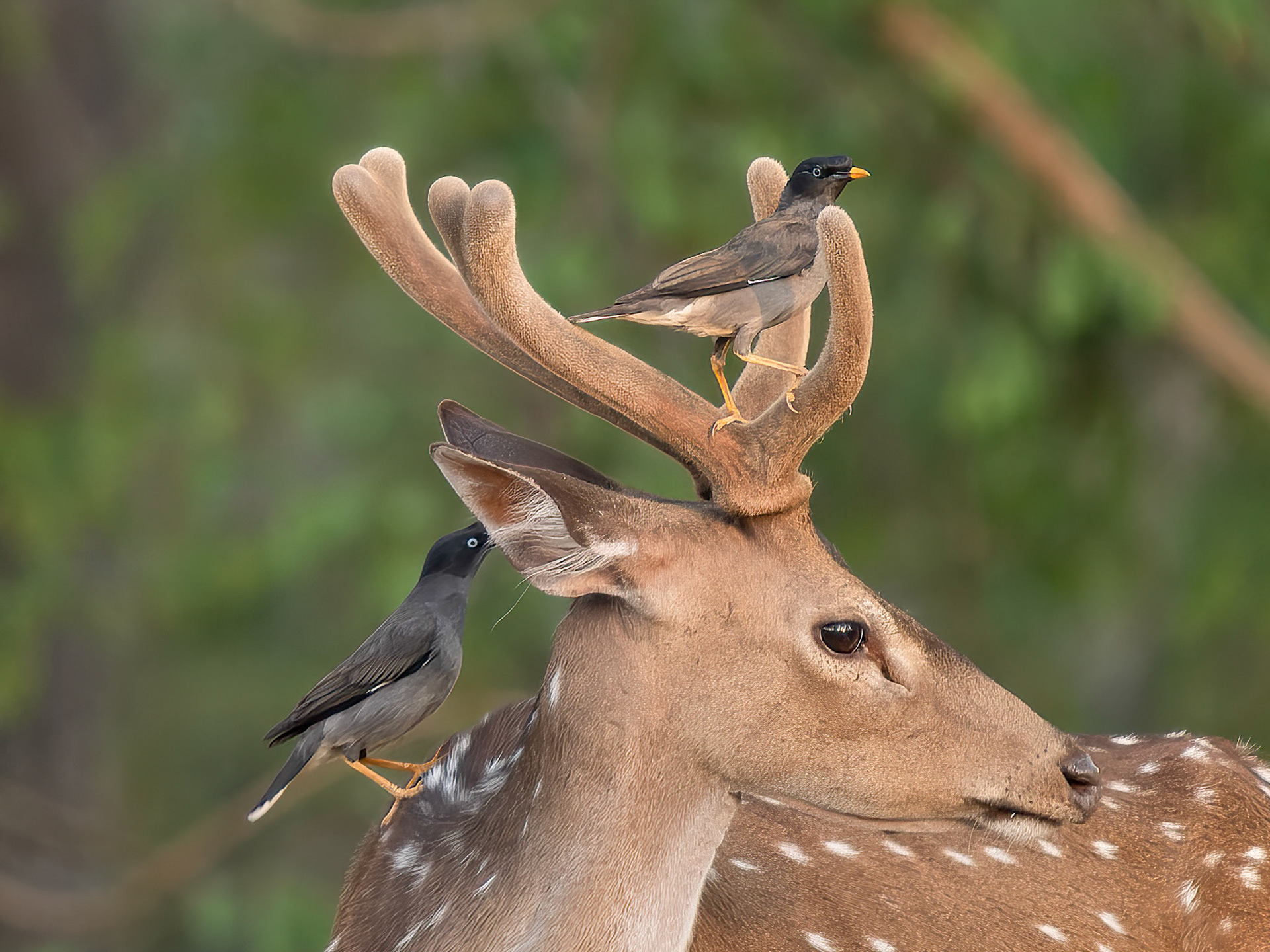 Myna and Chital